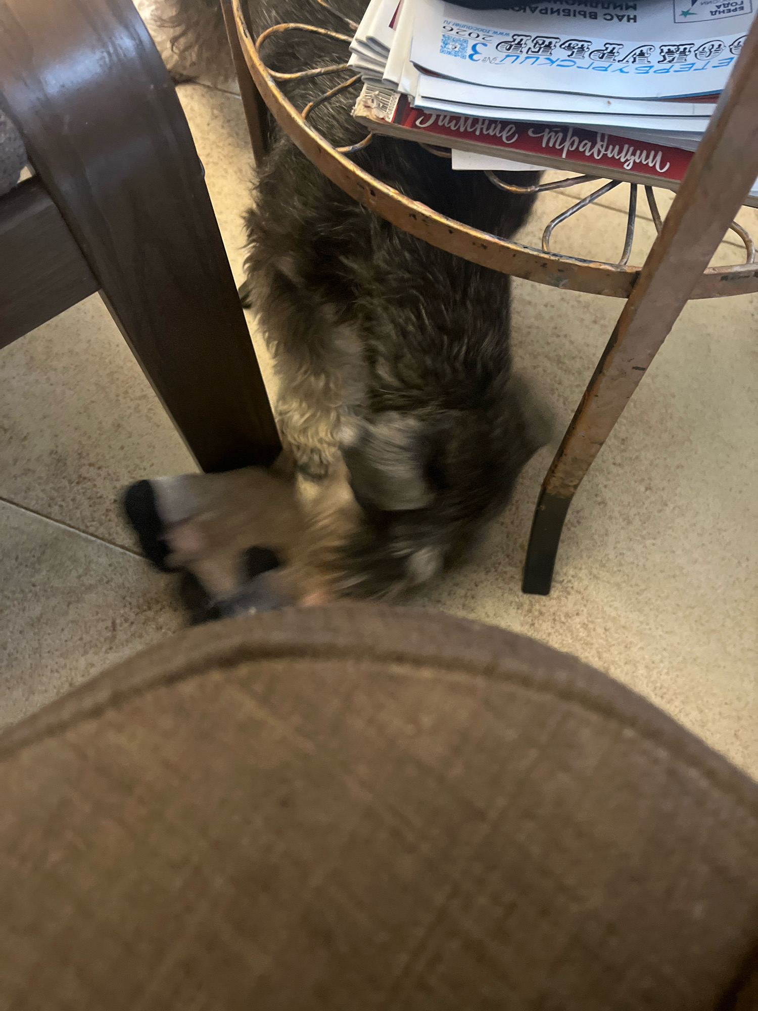 A medium-sized dog with scruffy gray fur is positioned on a tiled floor next to a wooden chair and a metal stand that holds a stack of papers. The dog is partially obscured by the furniture and appears to be sniffing or looking down. The papers on the stand have some visible text and graphics. The overall scene is indoors, with soft lighting. There is no indication of the location being in Vladimirovka, Russia.