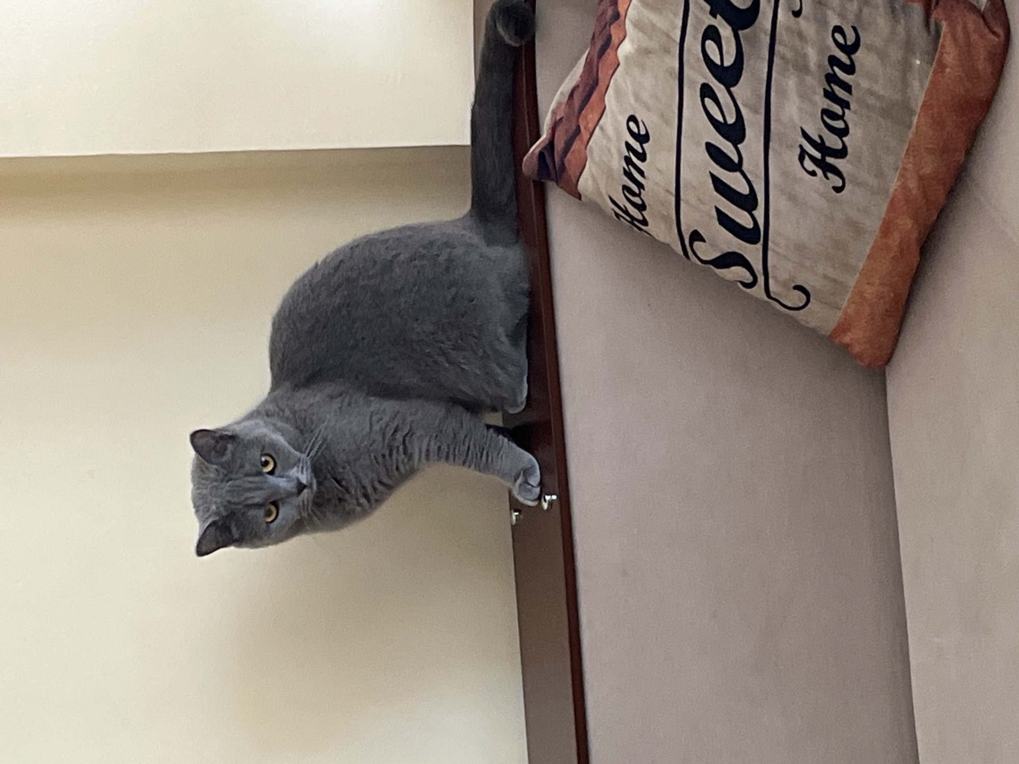 A gray cat is perched atop a wooden structure next to a pillow with the words "Home Sweet Home" printed on it. The room has light beige walls. The location is Alanya, Turkey.
