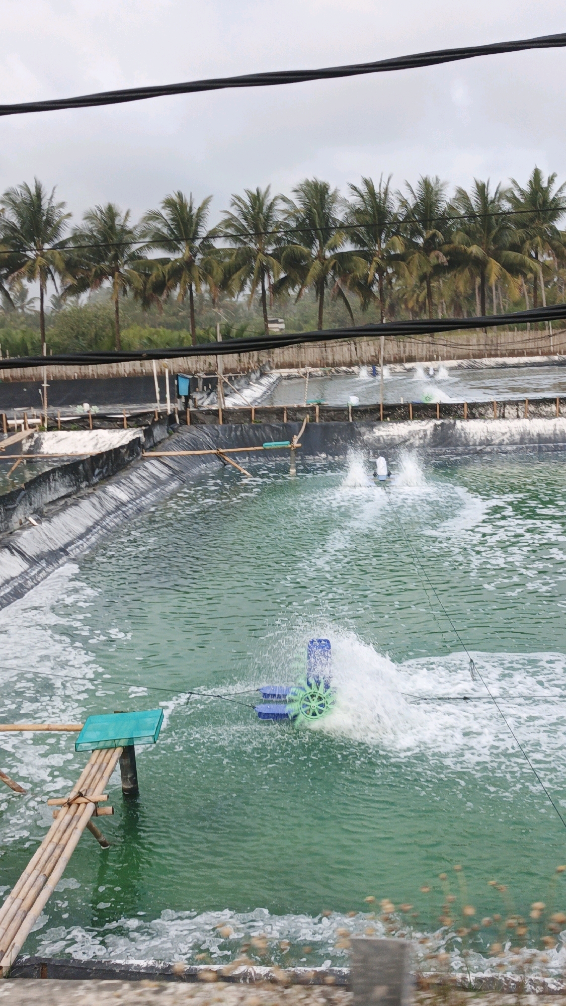 The image shows an aquaculture pond in Sukaresik, Indonesia, with a row of coconut trees in the background. The pond is lined with black tarpaulin and filled with green water. A water aerator, with a blue base and green paddle wheels, is operating in the center of the pond, creating splashes and foam. A bamboo structure with a green platform is visible on the left side of the pond. Other similar ponds are visible in the background, some with white lining. The sky is overcast.