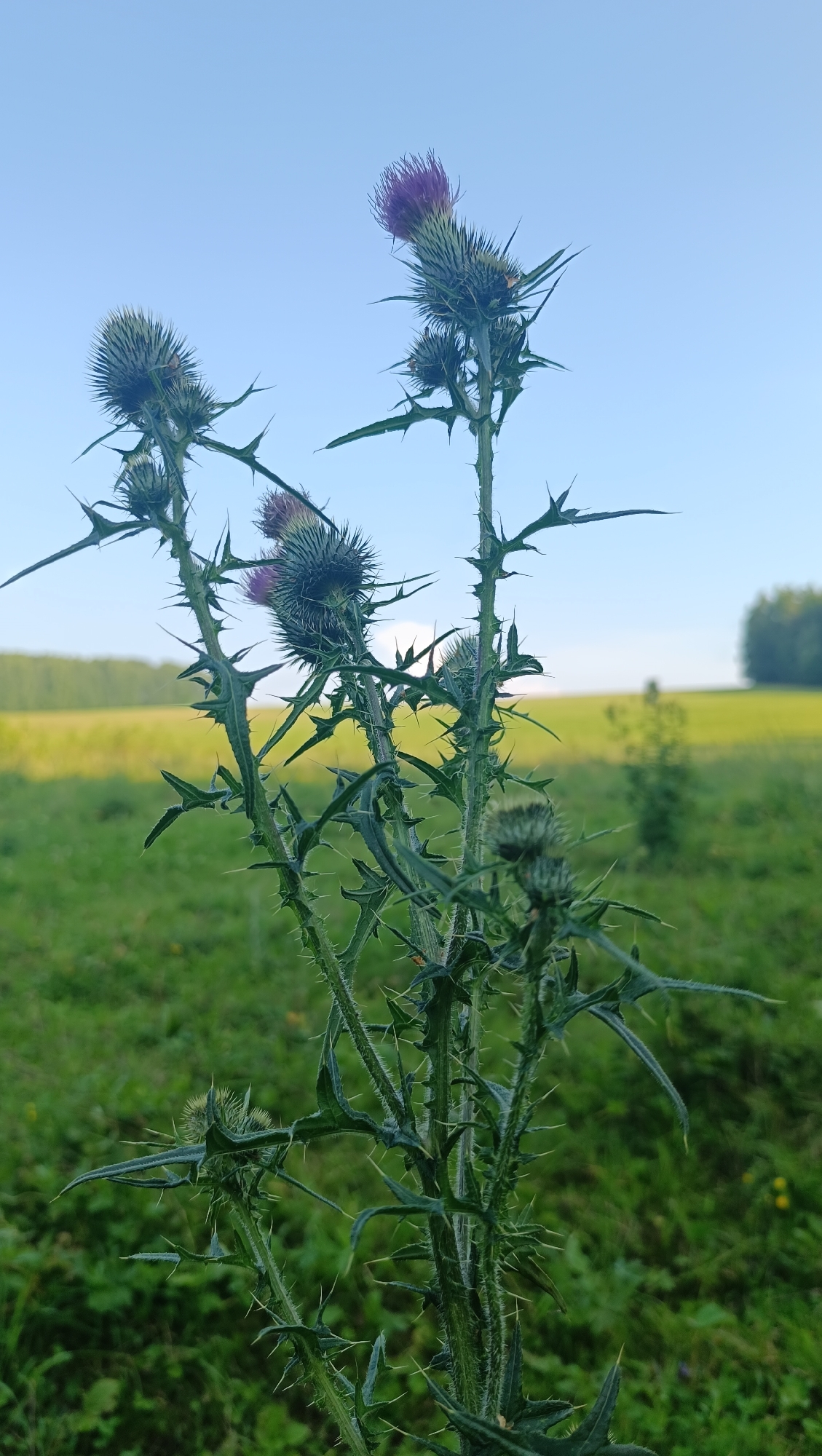 A close-up, vertical shot captures a prickly thistle plant with thorny stems and leaves under a clear blue sky. The thistle features several buds and some fully bloomed purple flowers at the top of its stalks. The background depicts a blurred landscape with a green field and trees on the horizon. The location is identified as Unknown, Unknown.