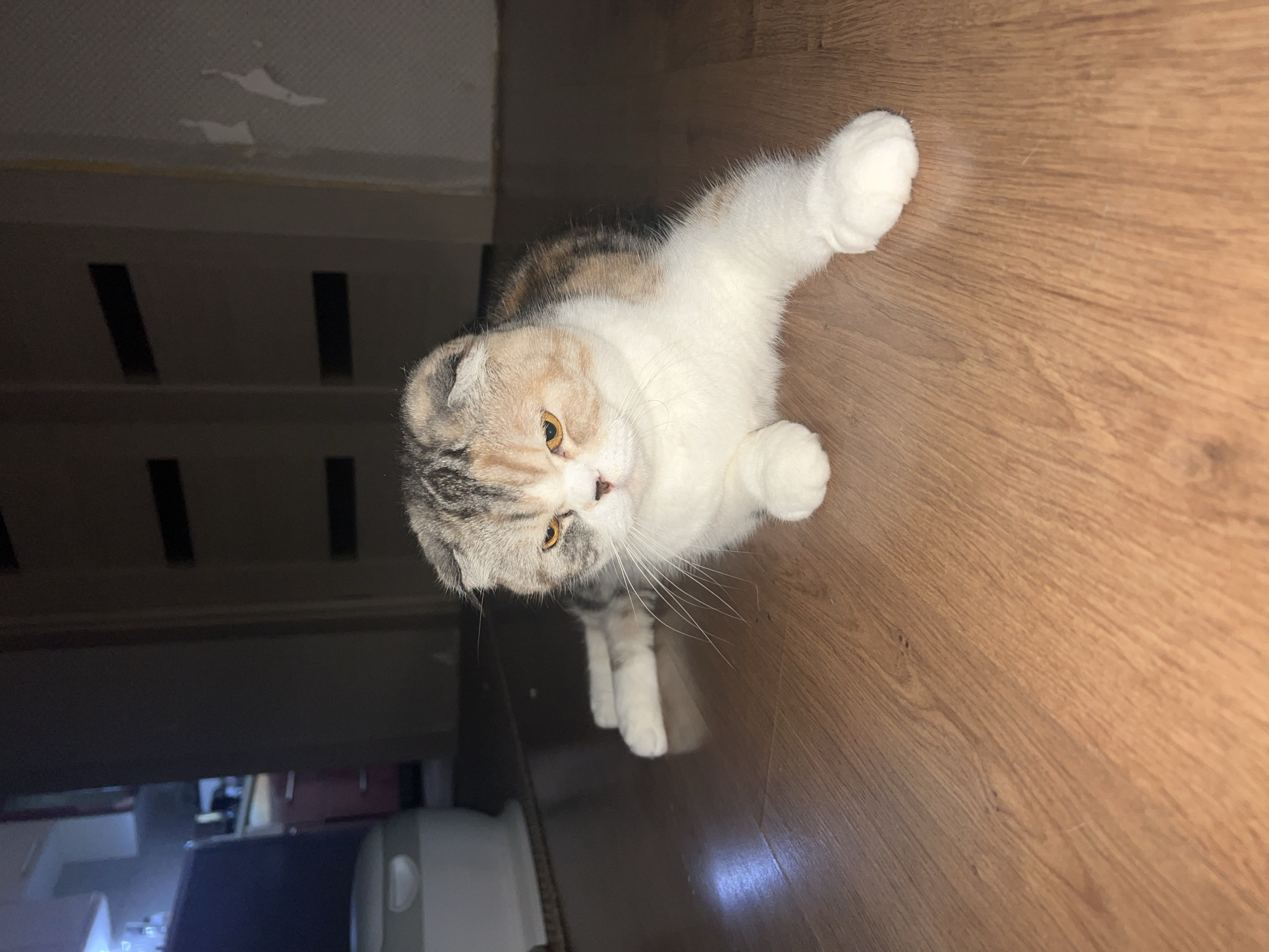 A Scottish Fold cat lies on a wooden floor. The cat is mostly white with calico patches and has one white paw raised. The background includes a cabinet and a blurry view of a kitchen area. It's unlikely to be Noviy, Russia.