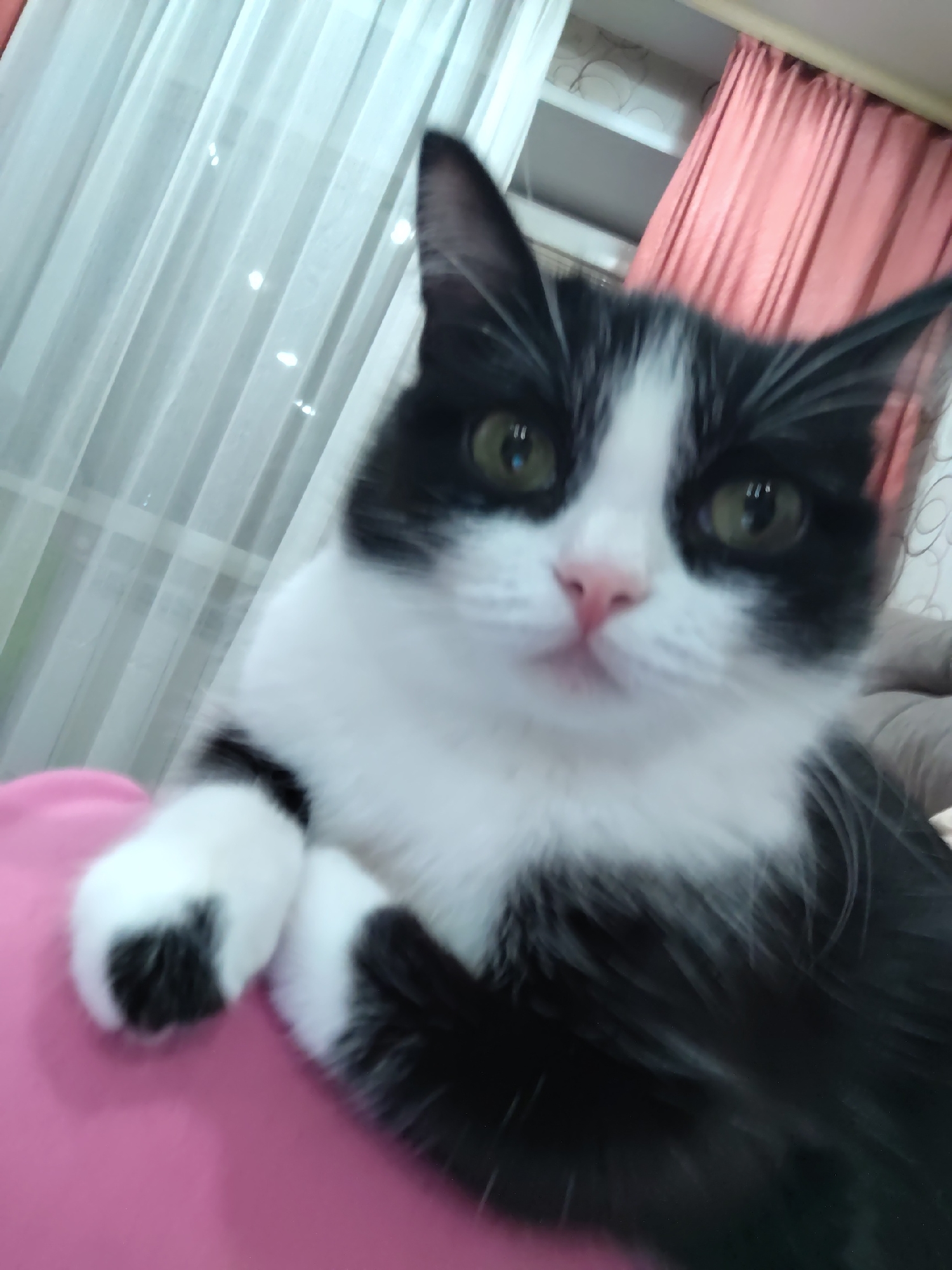 A close-up shot features a black and white cat with green eyes, a pink nose, and a distinctive pattern on its fur. The cat rests its paws on a pink surface, likely fabric. The background includes white sheer curtains and partially visible coral-colored curtains. The environment appears to be indoors, possibly a domestic setting. The location is listed as Unknown, Unknown.