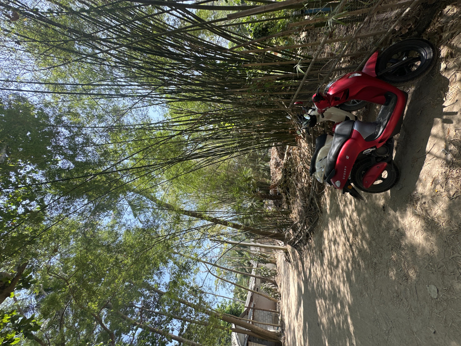 The scene depicts a rural or semi-rural setting in Phra Ae, Thailand, under clear, bright daylight. A dirt path, showing evidence of vehicle traffic, extends into the background from the left foreground. On the immediate right of the path, two scooters are parked: a red Honda Scoopy i12 in the foreground and a cream-colored scooter partially obscured behind it. Both scooters face towards the right. Behind the scooters and along the right side of the path, a dense stand of tall, slender bamboo trees forms a significant natural barrier, with dry leaves and organic debris accumulated at their base. To the left of the path, several simple, single-story structures, consistent with residential or storage buildings, are visible, constructed with light-colored walls and obscured partially by other trees. The path itself is dappled with shadows cast by a variety of mature trees with lush green foliage that line both sides, contributing to a canopy that partially obscures a clear blue sky. No individuals or active subjects are present.