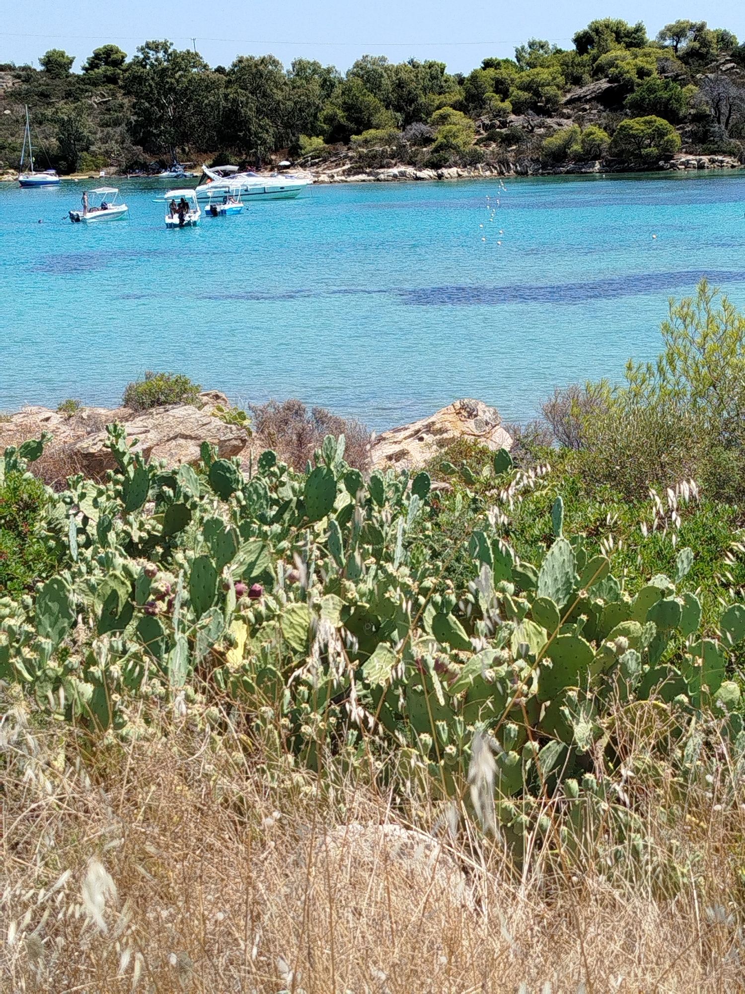 The image depicts a scenic view of a bay in Sithonia Municipal Unit, Greece, on a clear day. In the foreground, a dense cluster of prickly pear cacti, some bearing small purple fruits, dominates the landscape. Dry, light-brown grasses and twigs are interspersed with the cacti. Behind the vegetation, the turquoise waters of the sea stretch out, calm and inviting. Several boats are visible on the water. One white sailboat with a blue hull is anchored in the distance to the left. Closer to the shore, three small motorboats are present; one in the center has two people on board, and another to its right has three people. A larger white motor yacht with a canopy is anchored further out. The background features a lush green, tree-covered hillside rising from the rocky shoreline, under a bright blue sky.
