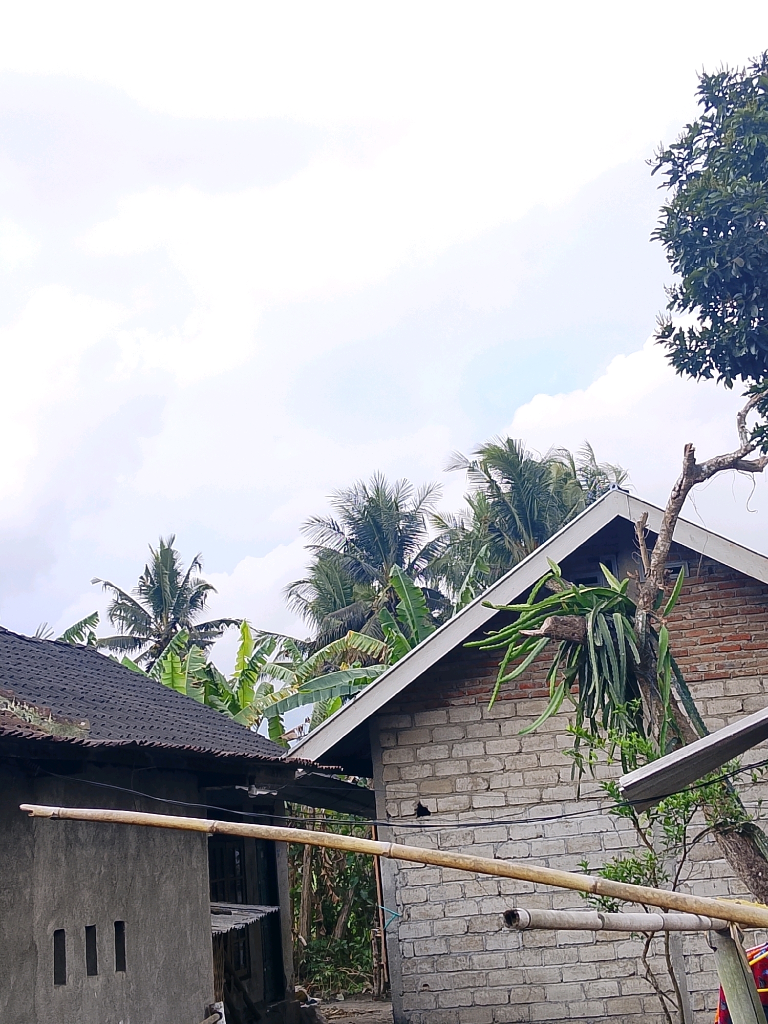 The image depicts an outdoor scene with a cloudy sky. In the foreground, there is a grey concrete building with three vertical rectangular openings. A long bamboo pole extends horizontally across the frame in front of this building. To the right of the concrete building, a brick house with a white-trimmed roof is visible. A tree with leafy branches is positioned above the brick house, and a dragon fruit plant with long, segmented stems is growing on the side of the house. Behind the houses, palm trees and banana plants are abundant, suggesting a tropical or subtropical environment. The overall impression is of a rural or suburban residential area.