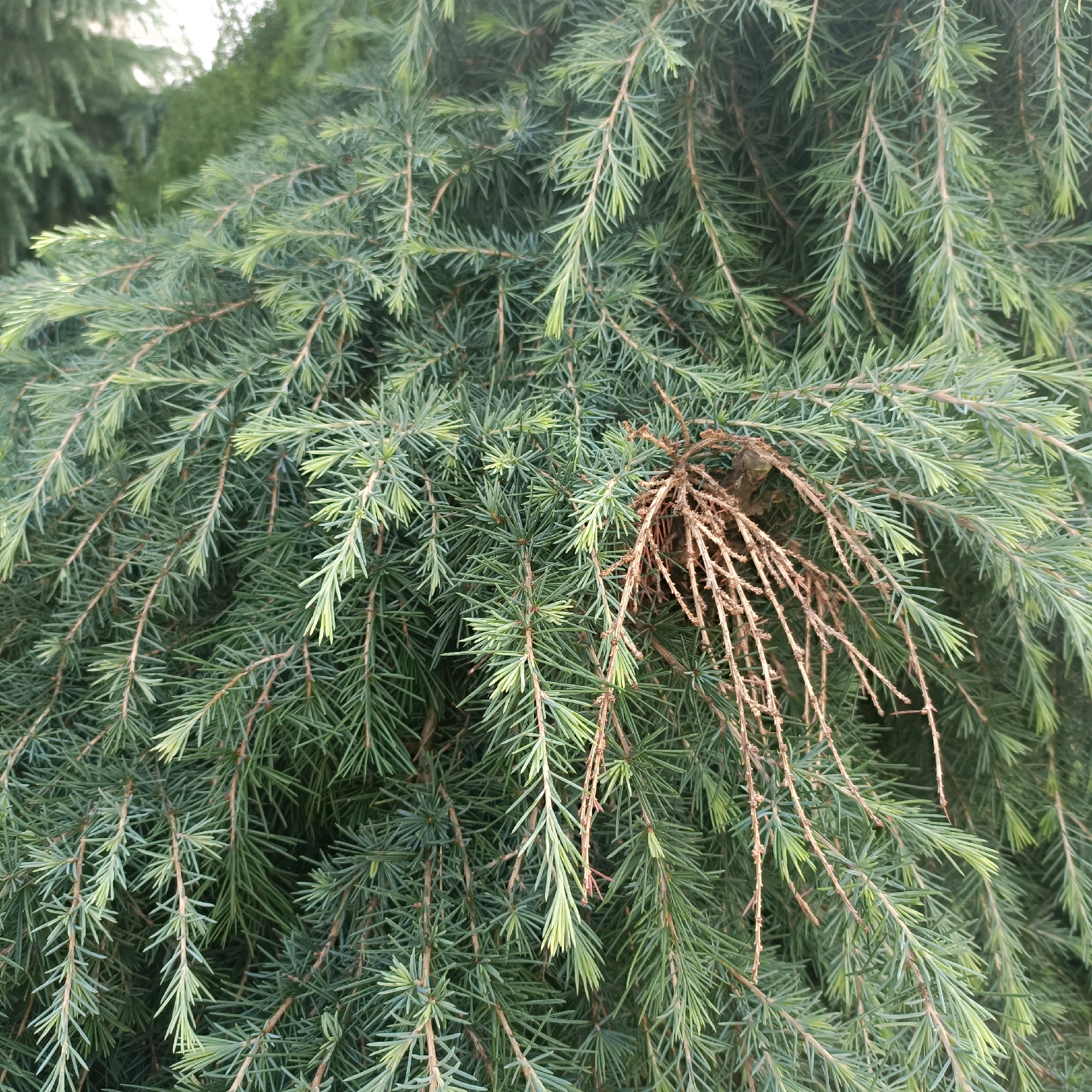 The image is a close-up, eye-level shot of the branches of a conifer tree. The needles are dense, short, and a deep green color, with some lighter green new growth visible. The branches themselves are thin and twiggy, with a light brown color. A section of dead, brown branches is visible on the right side of the frame, contrasting with the healthy green foliage. The background is blurred, showing more conifer branches, indicating a densely planted area of trees. There are no people or animals present, and no indication of any specific location within Rüsselsheim am Main, Germany, beyond it being an outdoor scene with trees.