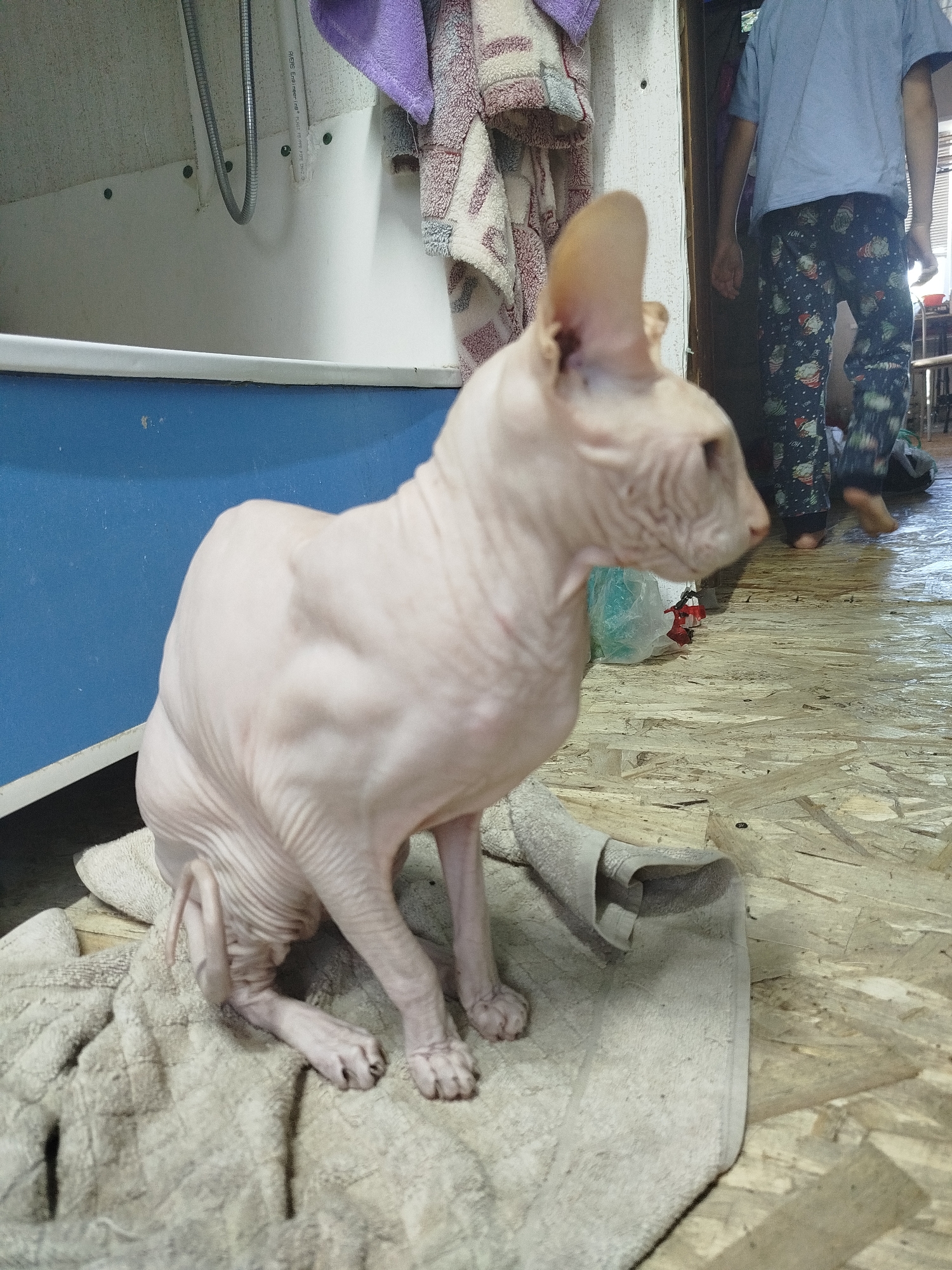A hairless cat is sitting on a towel on a wooden floor. A person wearing a blue shirt and pajama pants is standing in the background. There is a blue bathtub in the left of the frame, and a shower head is visible above the bathtub. The scene appears to be indoors, likely in a home. There is no information to suggest this is in Zavodoukovsk, Russia.