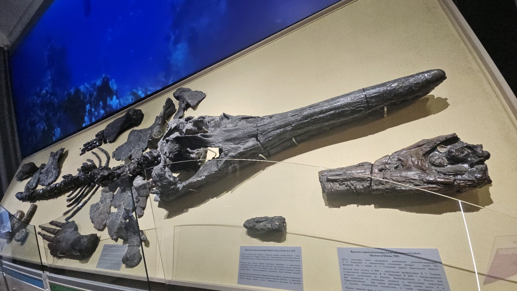 The image shows a museum exhibit featuring fossilized remains of ancient marine reptiles. The skeletons are displayed against a pale yellow wall, with a blue oceanic backdrop projected behind them. In the foreground, several fossilized bones are arranged on a display shelf. The main focus is on a large, dark grey fossilized skeleton that appears to be a mosasaur or similar marine reptile, with a long skull and prominent teeth. To the right, a separate fossilized skull of a smaller marine reptile is displayed. Informational plaques with Russian text are visible below the fossils. The exhibit is illuminated by museum lighting. The scene is static and conveys a sense of historical and scientific display.