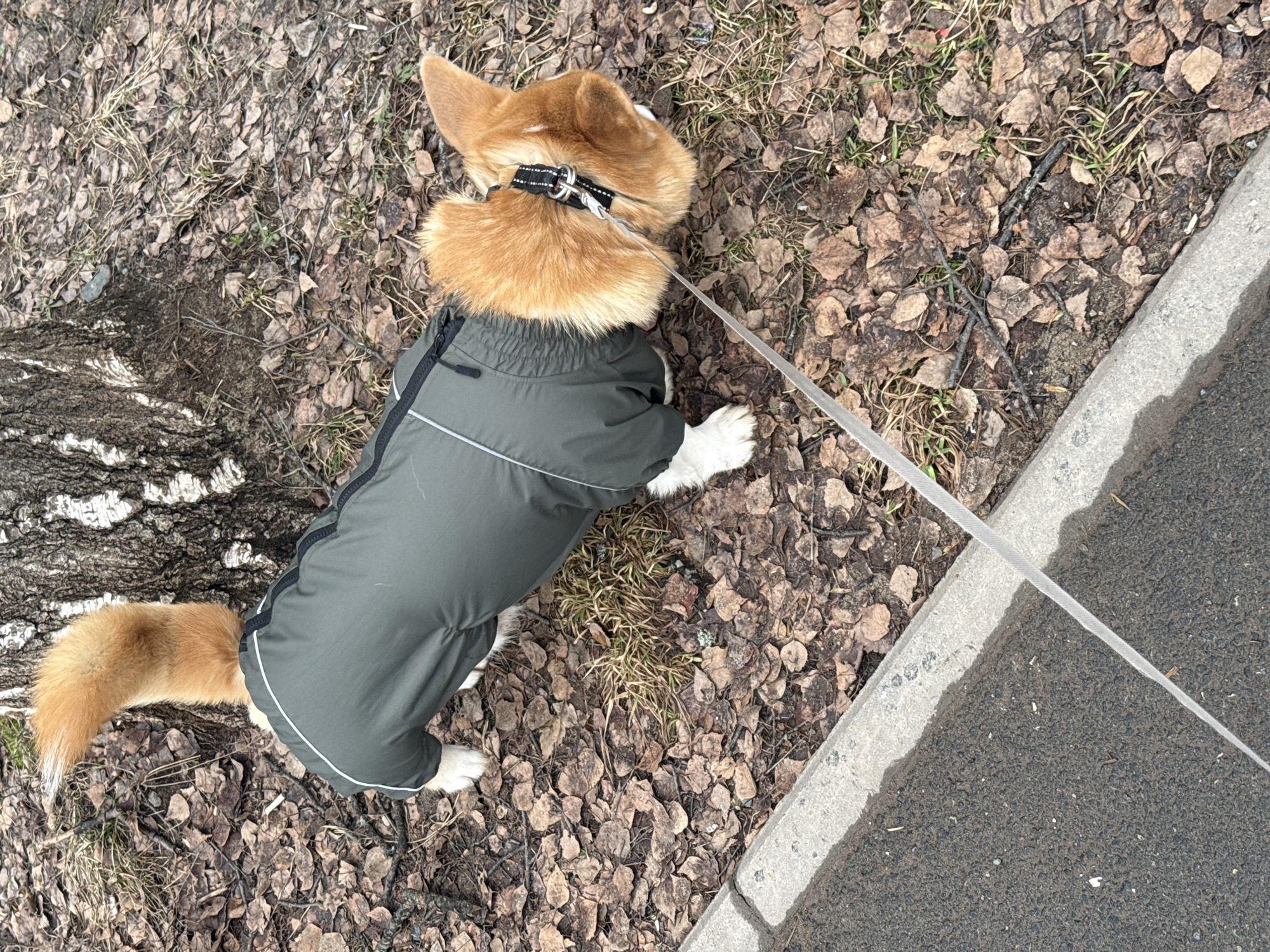 A corgi dog wearing a green jacket stands on a bed of dead leaves next to a birch tree and a concrete curb on a paved surface, restrained by a gray leash attached to a black collar. The location is Votkinsk, Russia.