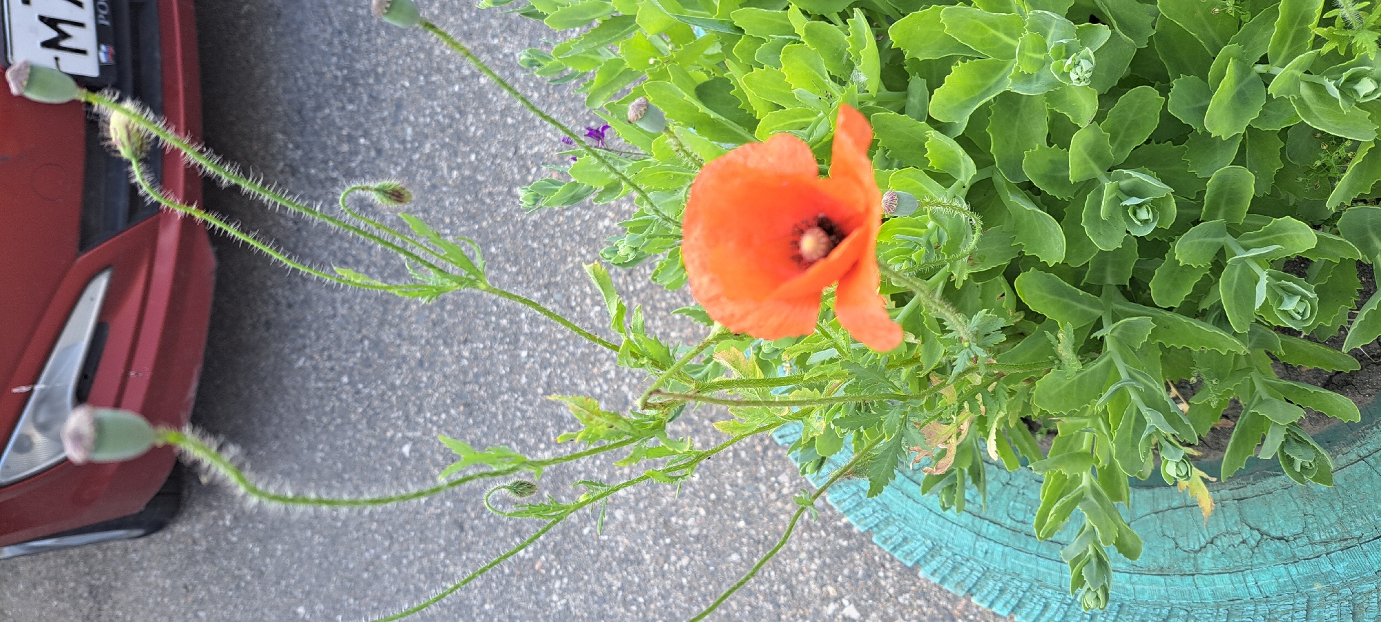 A single vibrant orange poppy flower blooms in the foreground, its dark center clearly visible. The poppy stands amidst lush green foliage, some of which appears to be sedum. The plant is situated in a weathered, turquoise-painted planter. In the background, the asphalt road and the rear of a red car are visible. The car's license plate, partially obscured, appears to have Cyrillic lettering, suggesting a Russian location. The overall scene depicts a roadside planting in Yessentuki, Russia, likely a residential or public area given the presence of a car and paved road.