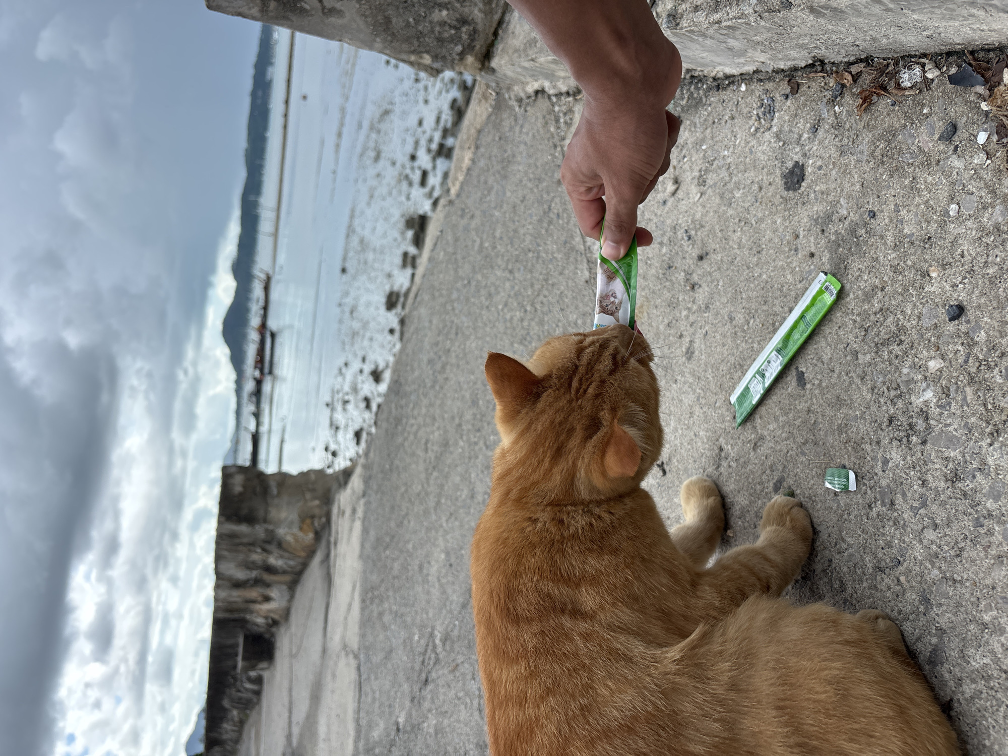 An orange tabby cat is being fed from a tube of cat food by a person's hand. The cat is on a concrete pathway next to a body of water, possibly the sea, with a wall to the left and a distant mountainous landscape under a cloudy sky. The scene appears to be in Rawai, Thailand.
