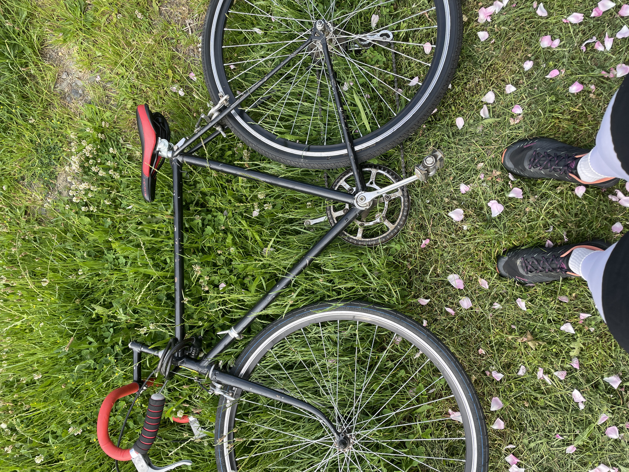 An overhead shot captures a black bicycle lying on green grass next to a person's feet in Onokivtsi, Ukraine. The bicycle features a black frame, a red and black seat, and red handlebars. Its silver chainring and pedals are visible near the rear wheel. The tires are black with white sidewalls, and numerous silver spokes radiate from the hubs. One tire clearly shows the brand name "RALSON."
Scattered across the lush green grass are numerous light pink and white flower petals, suggesting a recent bloom or windy conditions. Small white clover flowers are also interspersed throughout the grass. The person, whose lower legs and feet are visible in the bottom right, wears white socks and black athletic shoes with purple laces and orange accents. They appear to be standing next to the bicycle, which is resting on its side. The natural lighting indicates it is daytime. The scene conveys a calm, outdoor setting, possibly in a park or a field.