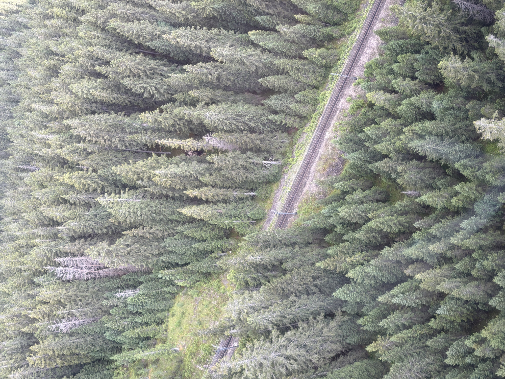 This is an aerial drone shot of a dense coniferous forest in Grainau, Germany, with a railway track cutting through it diagonally. The trees are predominantly tall and green, with some dead, bare trees interspersed, particularly in the middle left of the image. The ground is covered with a thick layer of pine needles and undergrowth. The railway track is made of gravel and metal rails, with some signs of wear and tear. The overall impression is one of a wild and untouched natural landscape.