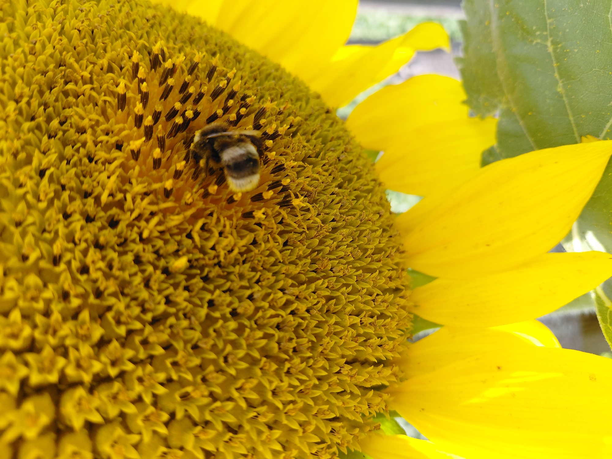 A close-up, low-angle shot captures a bumblebee resting on the center of a vibrant yellow sunflower in Malinovka, Russia. The bee, with its distinctive black and yellow stripes, is partially obscured by the dense, textured florets of the sunflower's head. The sunflower petals, a brilliant yellow, are prominently displayed in the foreground and on the right side of the image. In the background, blurred green leaves and a hint of a fence suggest an outdoor setting within Malinovka. The lighting indicates it is daytime, likely sunny, as evidenced by the bright illumination of the petals.