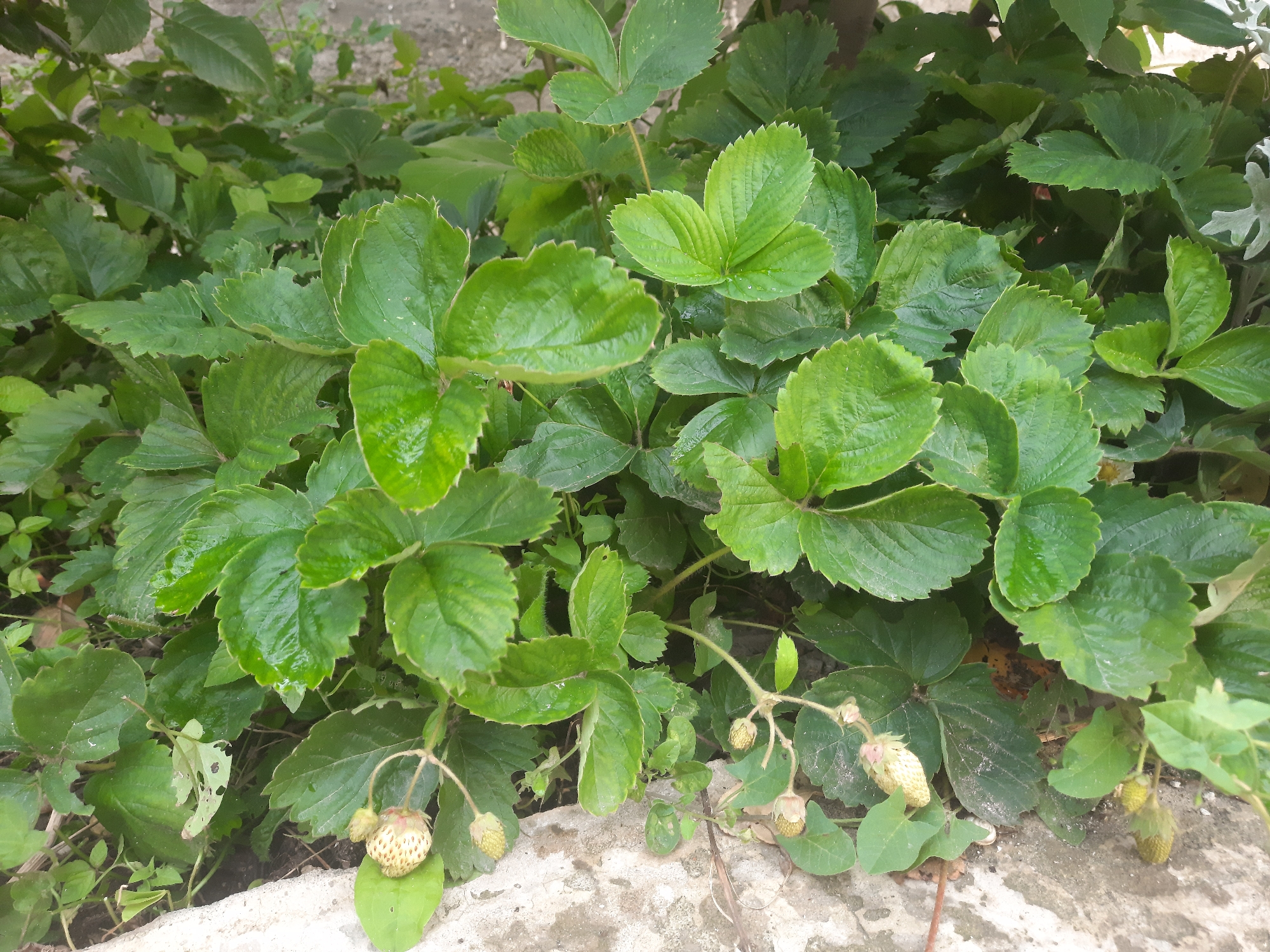 This media file is a medium shot of a strawberry plant growing outdoors. The plant has lush green leaves and several developing strawberries, which are currently pale green to white and unripe. Some leaves show signs of minor damage, with small holes. The background consists of more greenery, suggesting a garden or natural setting. In the foreground, there is a textured surface that appears to be concrete or stone, possibly a pathway or border. The lighting suggests it is daytime, with no clear indications of specific weather conditions. The overall scene depicts a natural growth environment for strawberries in Gudermes, Russia. There is no visible text in the image.