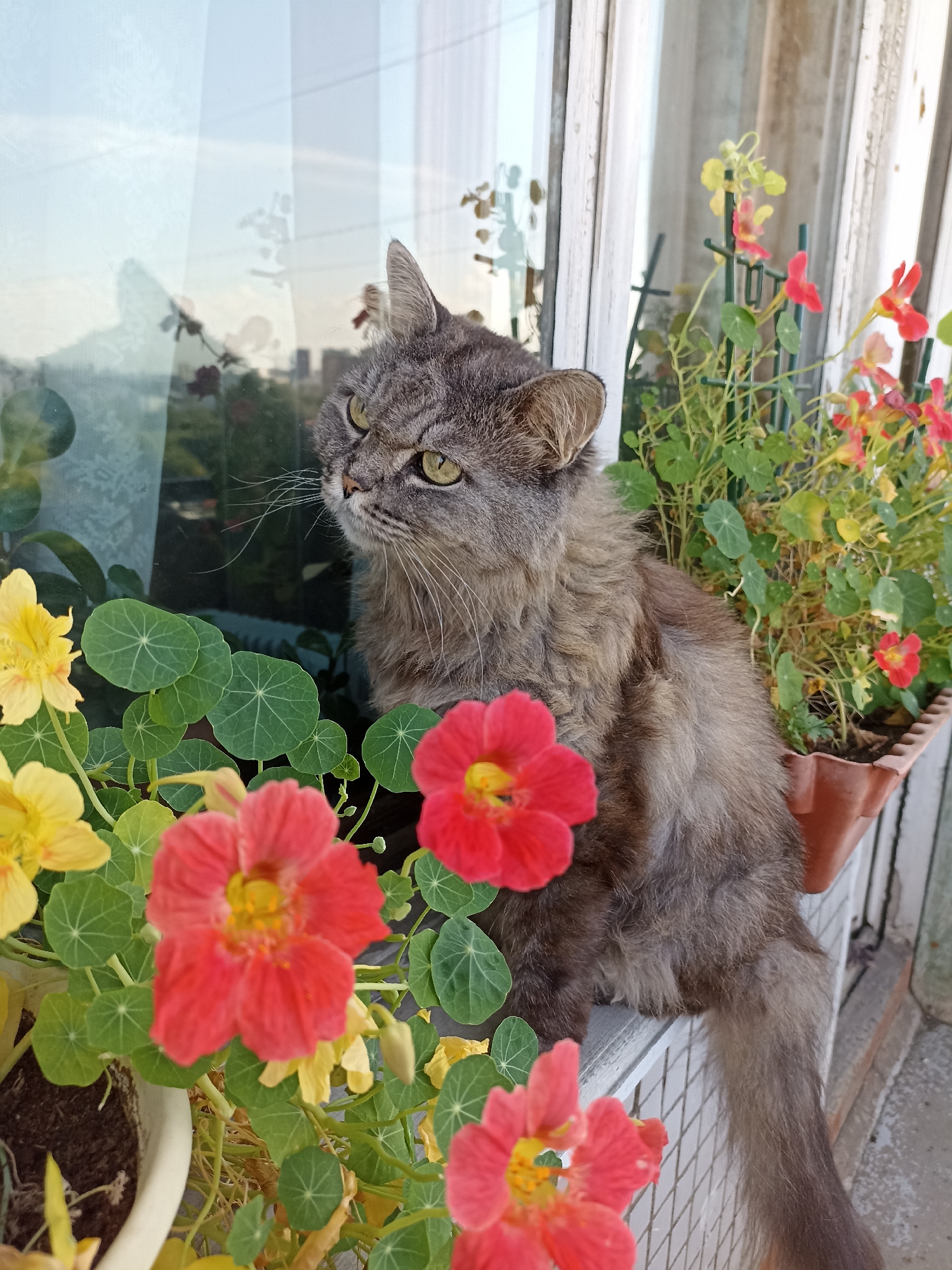 A medium-sized, long-haired gray tabby cat is perched on a windowsill, surrounded by nasturtium flowers. The cat is looking to its left, with its head tilted slightly. Its fur is a mixture of gray and brown, and its eyes are a bright green. The nasturtiums are a vibrant red and yellow, with large, round green leaves. The windowsill is white and appears to be part of a balcony. In the background, a reflection in the window shows a hazy cityscape with buildings and trees, suggesting an urban environment. The overall scene is domestic and peaceful. The location is identified as Novosibirsk, Russia, likely a residential building with a balcony.