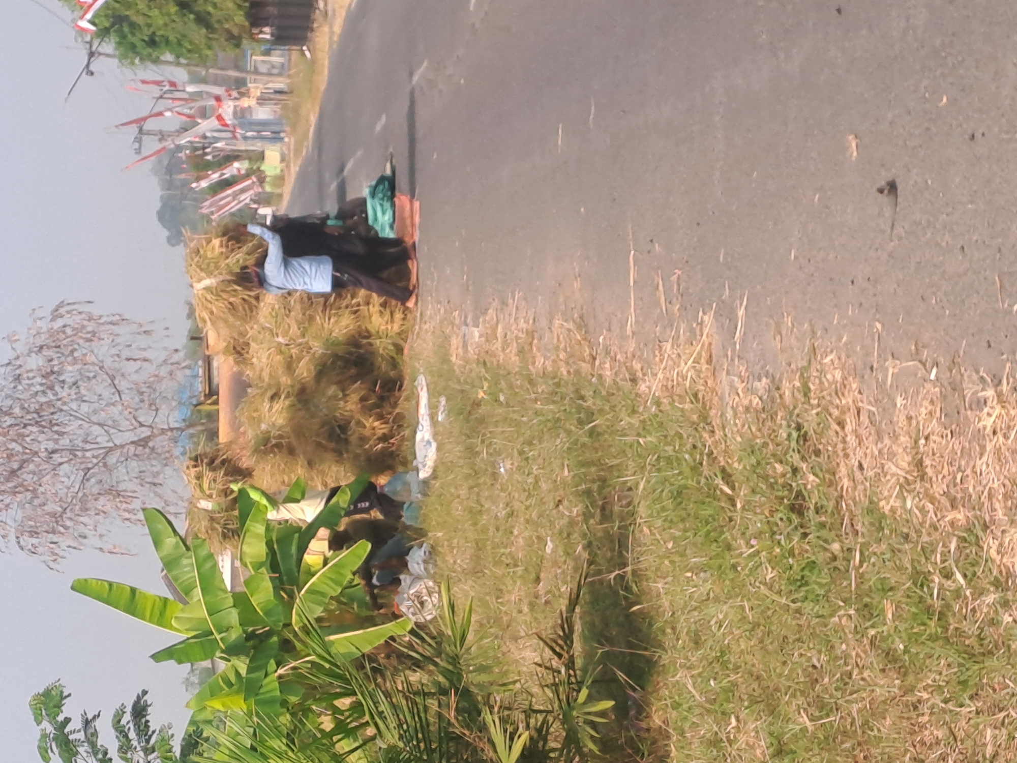 In a rural setting in Sumberejo, Indonesia, two individuals are observed on the side of a road. One person, wearing a light blue long-sleeved shirt and dark pants, is carrying a large bundle of harvested rice stalks on their head. They appear to be moving towards the right side of the frame. Another individual in darker clothing is positioned behind the first, also assisting with the load.
In the foreground, to the left of the road, there are several large green banana leaves. Scattered on the grassy embankment are various objects, including what appear to be plastic bags, some white, and a blue tarp.
The road itself is asphalted and runs diagonally through the image. In the background, there are several utility poles adorned with Indonesian flags. Trees and vegetation are visible on either side of the road, with a larger, bare-branched tree to the left. The sky is overcast.