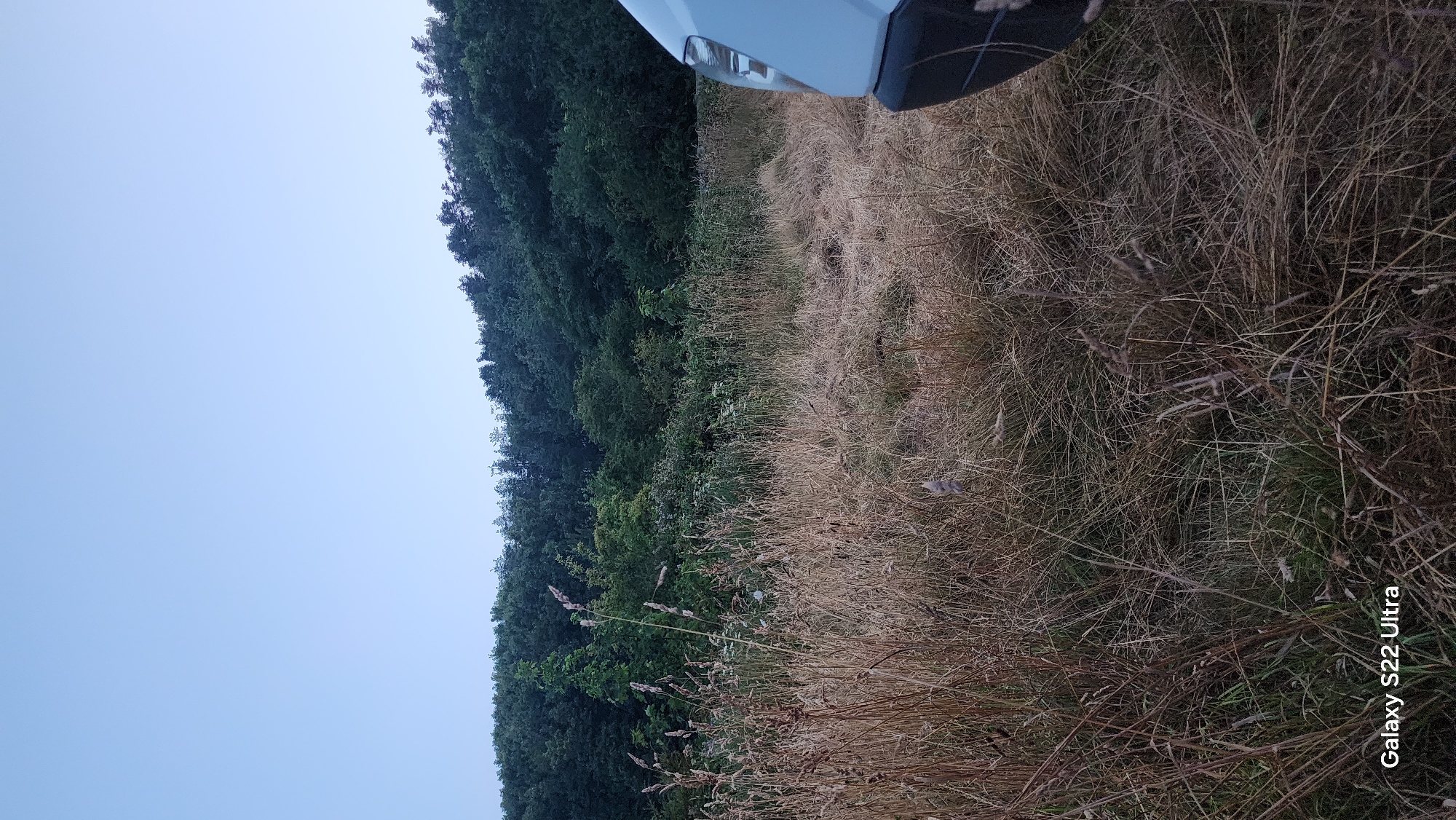 A wide shot shows a light blue van parked on a grassy area with tall, dry grass. Behind the van, a dense forest of dark green trees stretches across the horizon under a clear, pale blue sky. The foreground is dominated by the dry grass, some of which is quite tall and stands out against the darker greenery of the forest. The van, partially visible on the right side of the frame, is a light blue color and appears to be a commercial vehicle. The scene suggests an outdoor setting, possibly a roadside or a parking area near a wooded area. The time of day appears to be either early morning or late evening, given the soft light and the color of the sky. The image has a watermark in the bottom left corner that reads "Galaxy S22 Ultra".