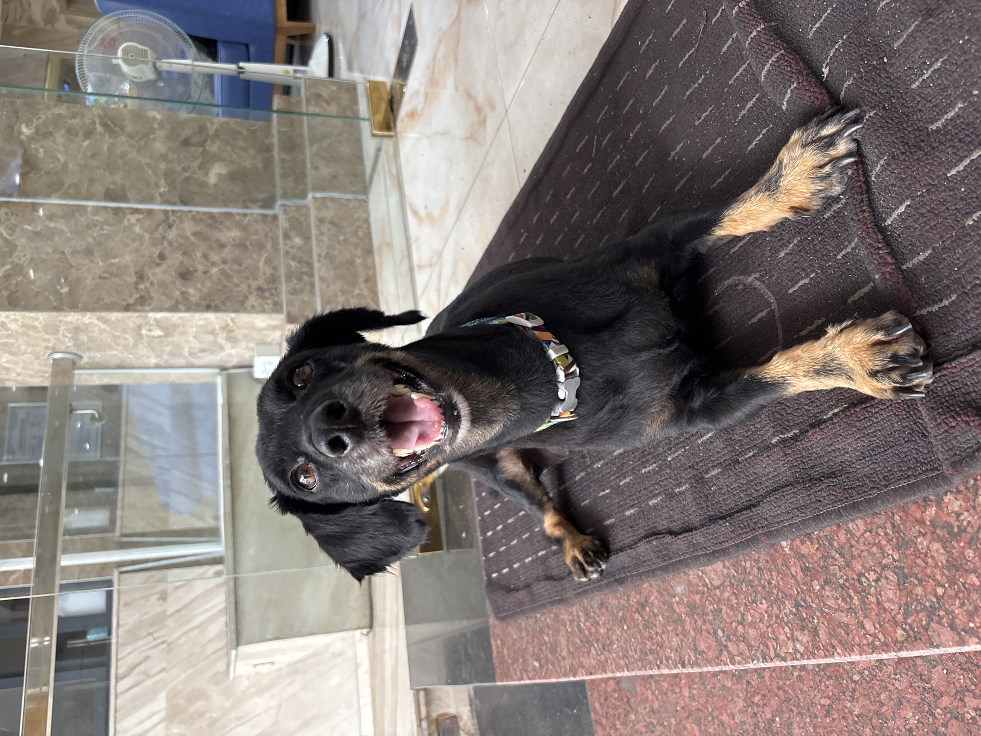 A black dog with tan markings on its legs and face is lying on a dark brown rug. The dog is looking directly at the camera with its mouth open, appearing to be panting or smiling. It is wearing a colorful collar. The dog is in an indoor setting, with a marble-tiled floor and a glass partition in the background. Behind the glass, a blue armchair and a white fan are visible. The environment suggests a hotel lobby or a commercial space in Nha Trang, Vietnam.