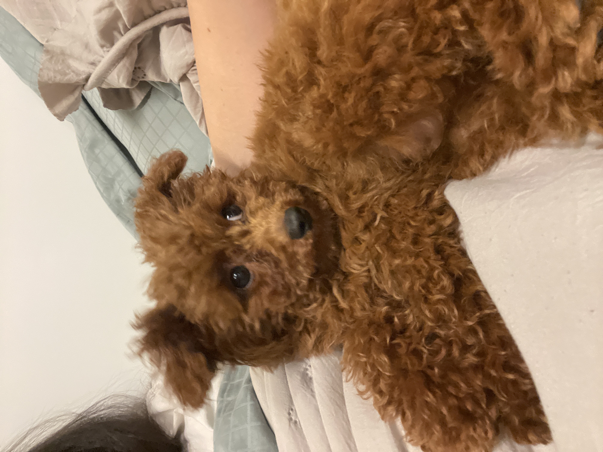 A close-up photograph depicts a brown poodle lying upside down on a bed, with the head of the dog oriented towards the bottom left of the frame. The dog's eyes and nose are visible. The background features bedding in neutral tones, with a hint of blue. The scene appears to be indoors. The location in Sofia, Bulgaria is not discernible from this image.