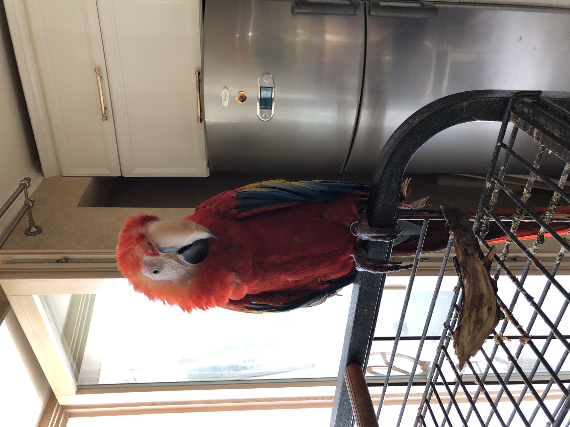 A Scarlet Macaw parrot is perched on the top bar of its cage. The parrot is predominantly red with blue and yellow feathers on its wings and tail. Its beak is large and pale, and its eyes are dark with white around them. The parrot is looking slightly downwards and to the right. The cage is made of black metal bars. Inside the cage, on the bottom grate, is a piece of light brown wood and what appears to be food debris. Behind the cage, a stainless steel refrigerator is visible, with cream-colored cabinets above it. There is also a window with wooden framing to the left of the parrot. The lighting suggests an indoor setting, possibly a kitchen or living area, with natural light coming from the window. The scene does not contain any elements that would indicate it is located in Kazan, Russia.