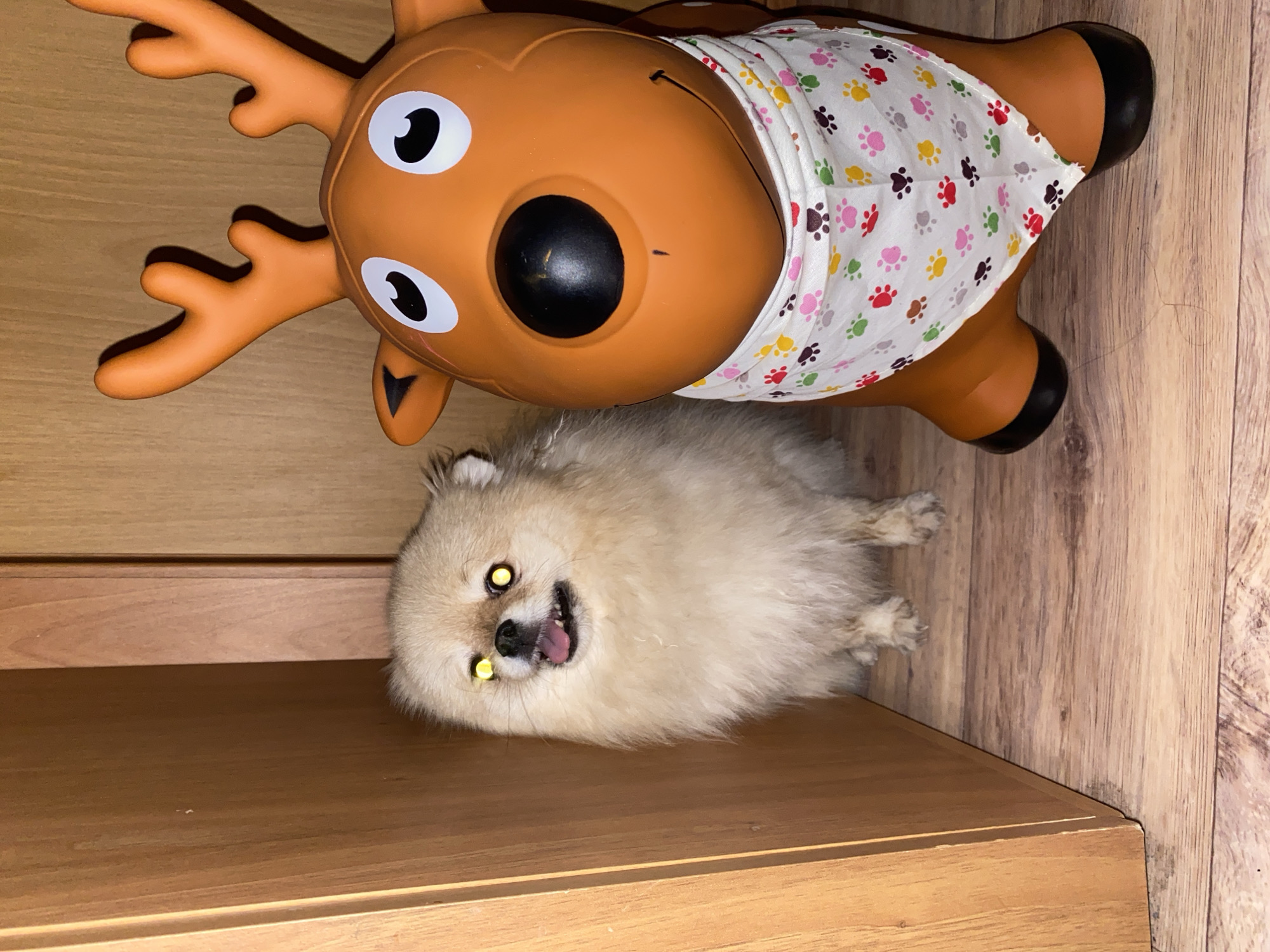 A high-angle shot presents a tan Pomeranian dog lying on its side on a wooden surface, possibly a shelf or a floor. The dog's eyes reflect light, appearing bright yellow. Its mouth is slightly open, revealing its tongue. Above the dog is a toy reindeer with brown coloring and white eyes and a black nose. The reindeer is wearing a white bandana printed with colorful paw prints. The background consists of additional wooden surfaces with a natural wood grain pattern.