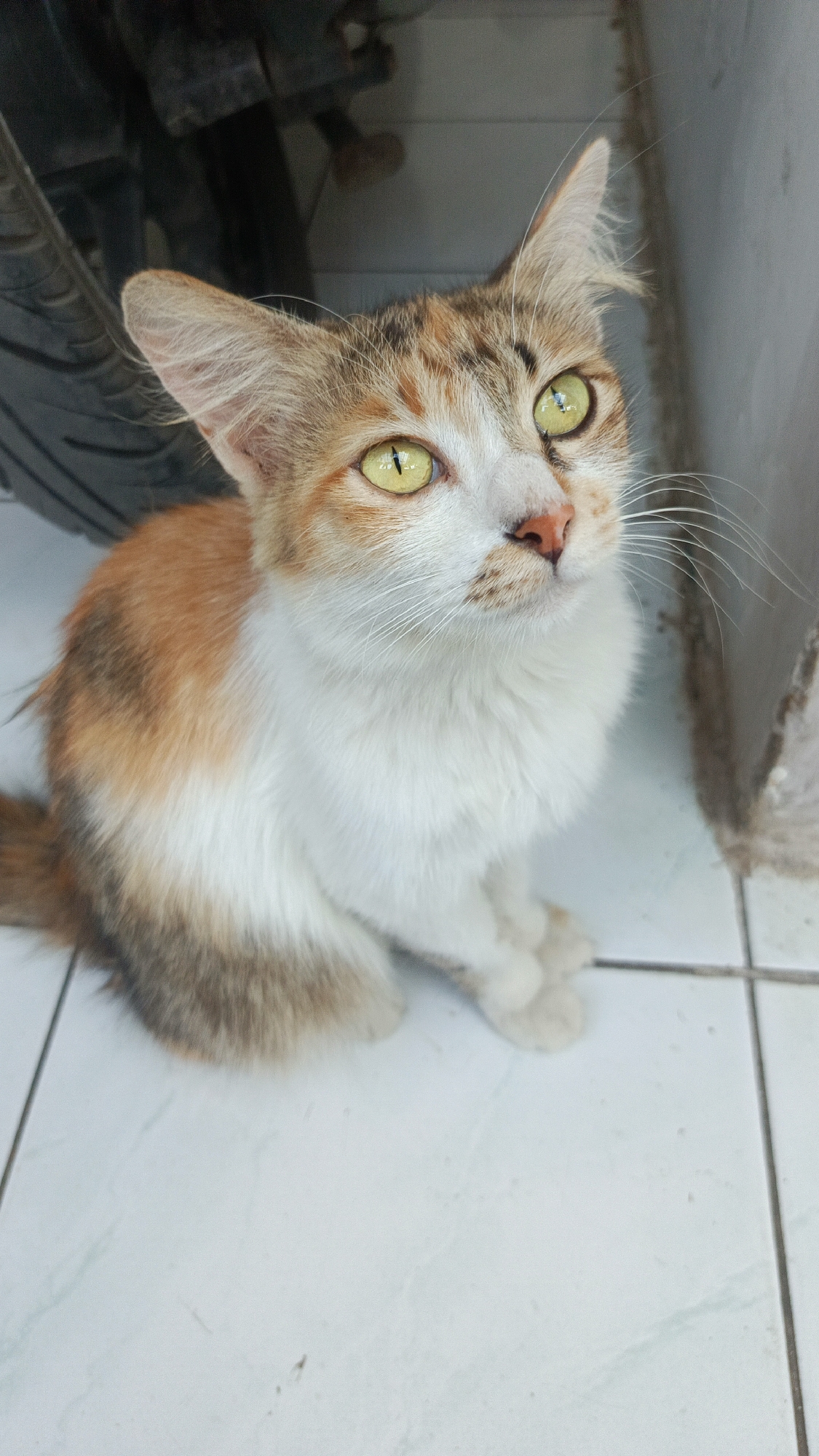 A calico cat with green eyes is sitting on a tiled floor. The cat has patches of orange, white, and gray fur. The cat is looking up and to the right. In the background, a motorcycle tire is visible, partially obscured by the cat. The environment appears to be outdoors, possibly near a building, given the concrete or tiled ground and a light-colored wall in the background. The scene is located in Margajaya, Indonesia.