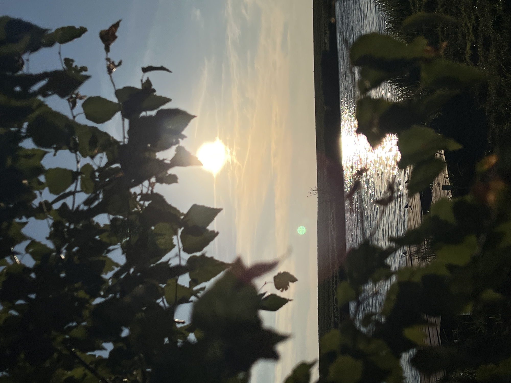 The image depicts a serene natural landscape at sunset, likely near the village of Laskivtsi, Ukraine. In the foreground, dark, out-of-focus foliage of trees partially obscures the view. Beyond the foliage, a body of water reflects the brilliant, low-hanging sun, creating a shimmering effect on its surface. The water appears to be a lake or a wide river. A wooden dock or pier extends into the water, and two small birds are perched on it. In the midground, a strip of dark green land, possibly a field or embankment, separates the water from the horizon. The sky is a soft gradient of blue and pale yellow, with wispy clouds. The sun is a bright, luminous orb, casting a warm glow. The overall atmosphere is tranquil and idyllic, characteristic of a rural sunset.