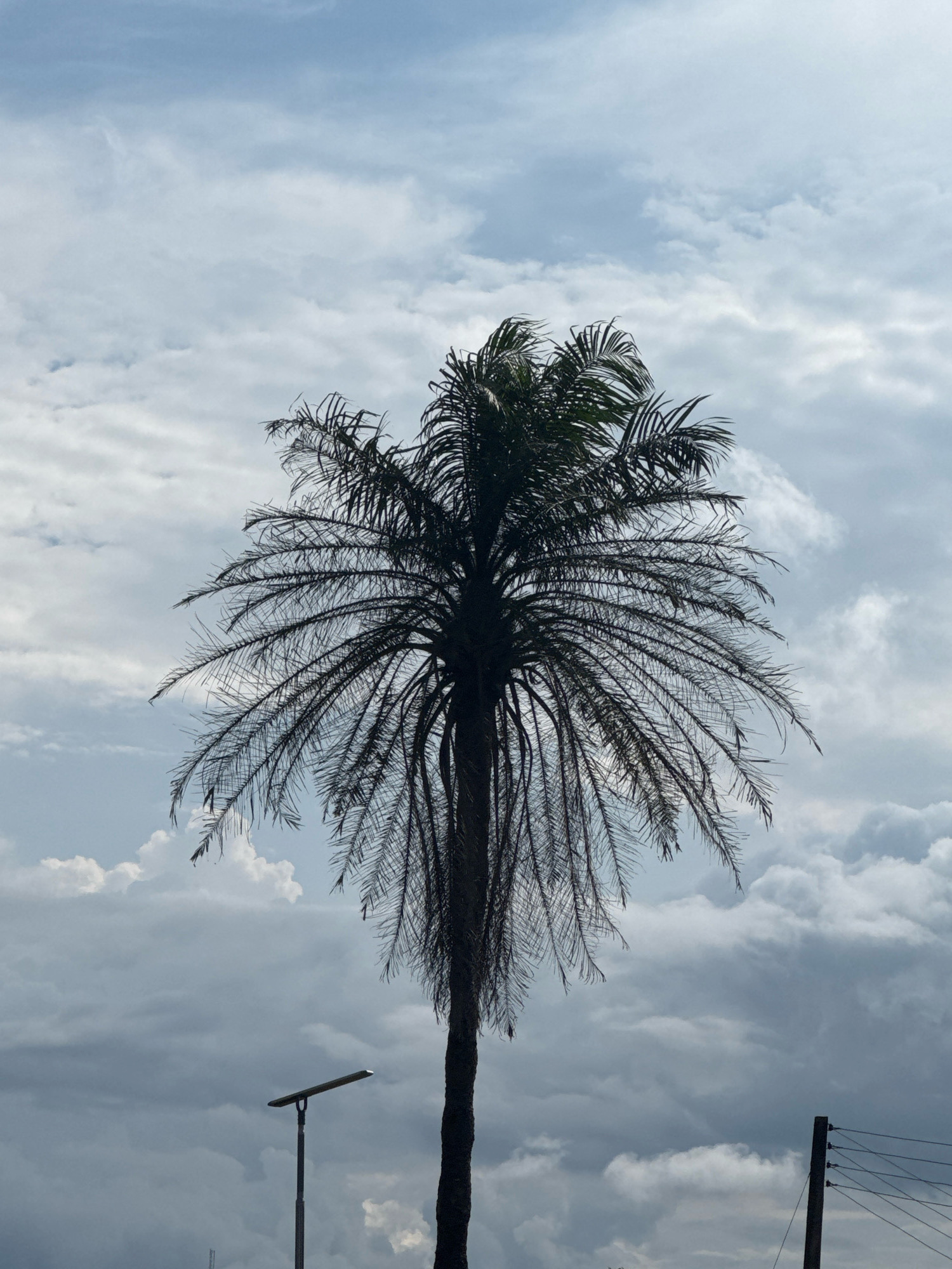 A solitary palm tree stands silhouetted against a cloudy sky in Ihiagwa, Nigeria. The tree is tall and slender, with its fronds spread wide and thin, casting a dark shadow. In the foreground, a lamppost with a modern, flat light fixture is visible on the left, and a wooden utility pole with multiple wires runs along the right edge of the frame. The sky is filled with a mix of light and dark clouds, suggesting an overcast day or an approaching storm. No people are present in the image.