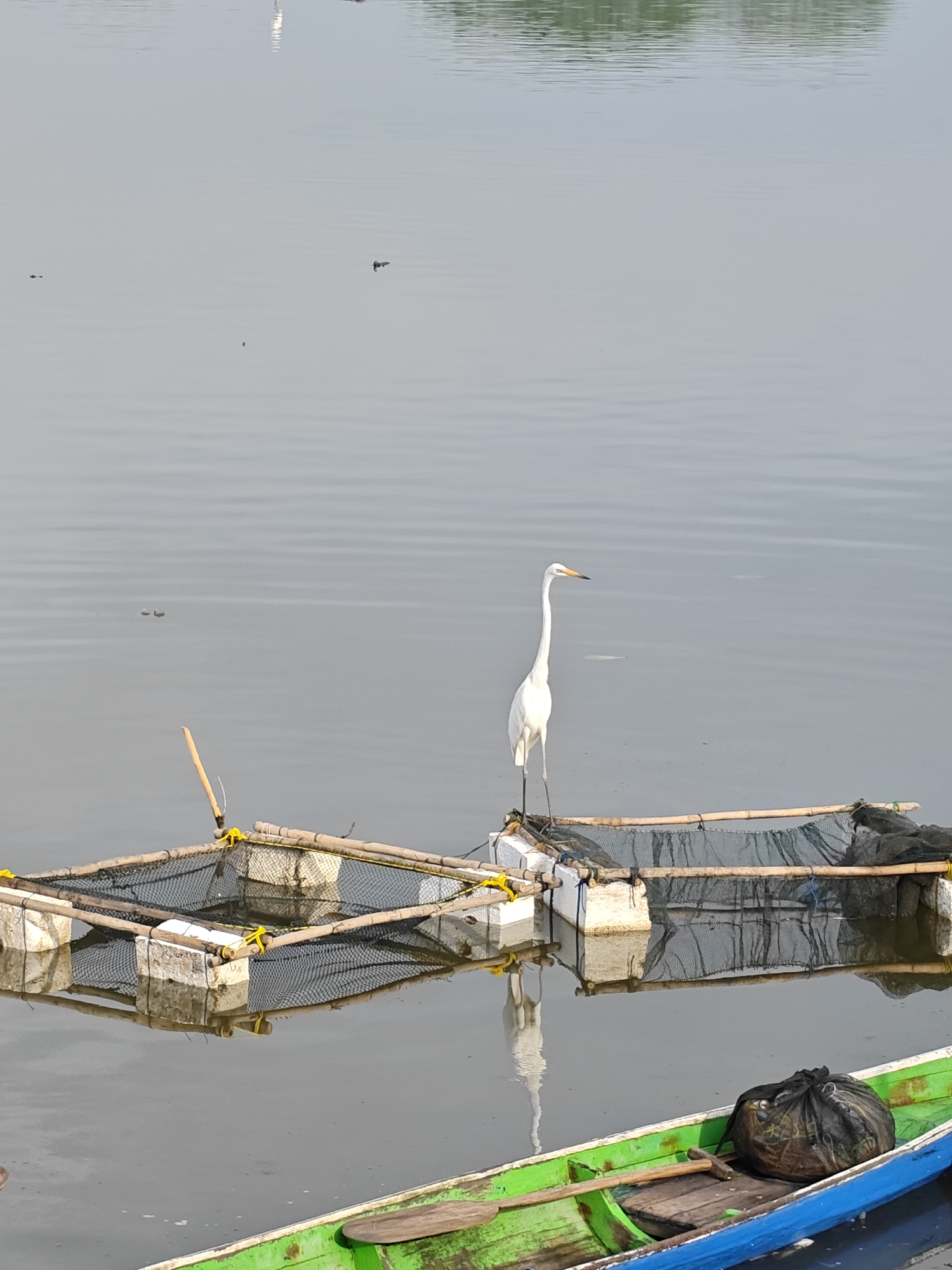 A white heron stands on a floating fish cage structure made of bamboo and white foam blocks, located in a body of water, likely a lake or pond, in Lhokseumawe, Indonesia. The water's surface is calm with subtle ripples. In the foreground, a blue and green wooden boat is visible, containing a black bag of indiscernible contents. Other similar floating structures are sparsely distributed in the water. In the background, hints of vegetation can be seen on the opposite shore. The sky is overcast, casting a gray, diffused light over the scene.