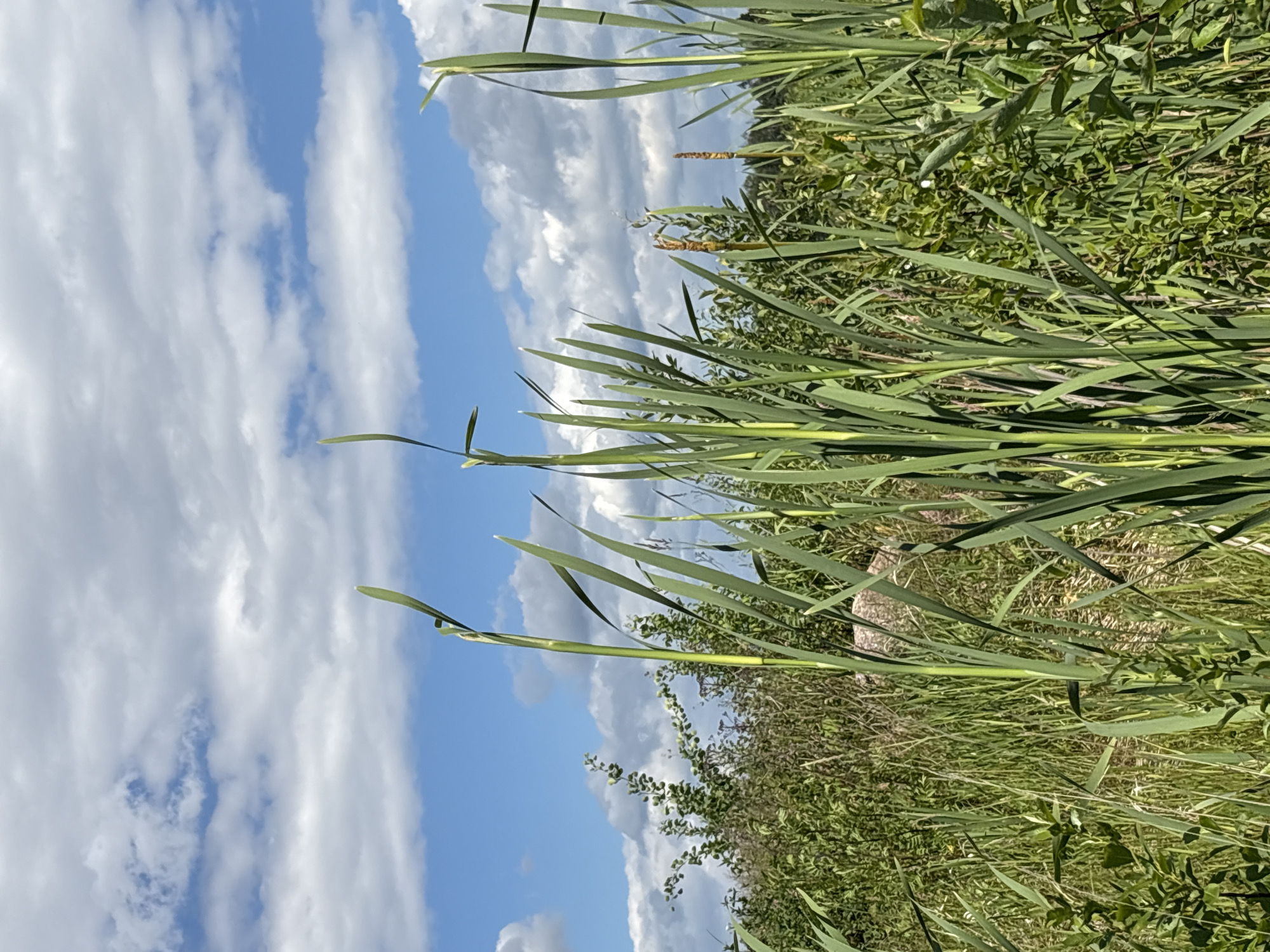 In Manushkino, Russia, this image captures a close-up view of tall, green cattails and other lush vegetation against a backdrop of a bright blue sky dotted with fluffy white clouds. The foreground is dominated by the vertical lines of the cattails, their slender leaves reaching upwards. Behind them, a dense growth of various green plants and shrubs fills the middle ground, with hints of a rough, light-colored rock peeking through the foliage. The overall impression is a vibrant, natural scene typical of a wetland or marshy area.