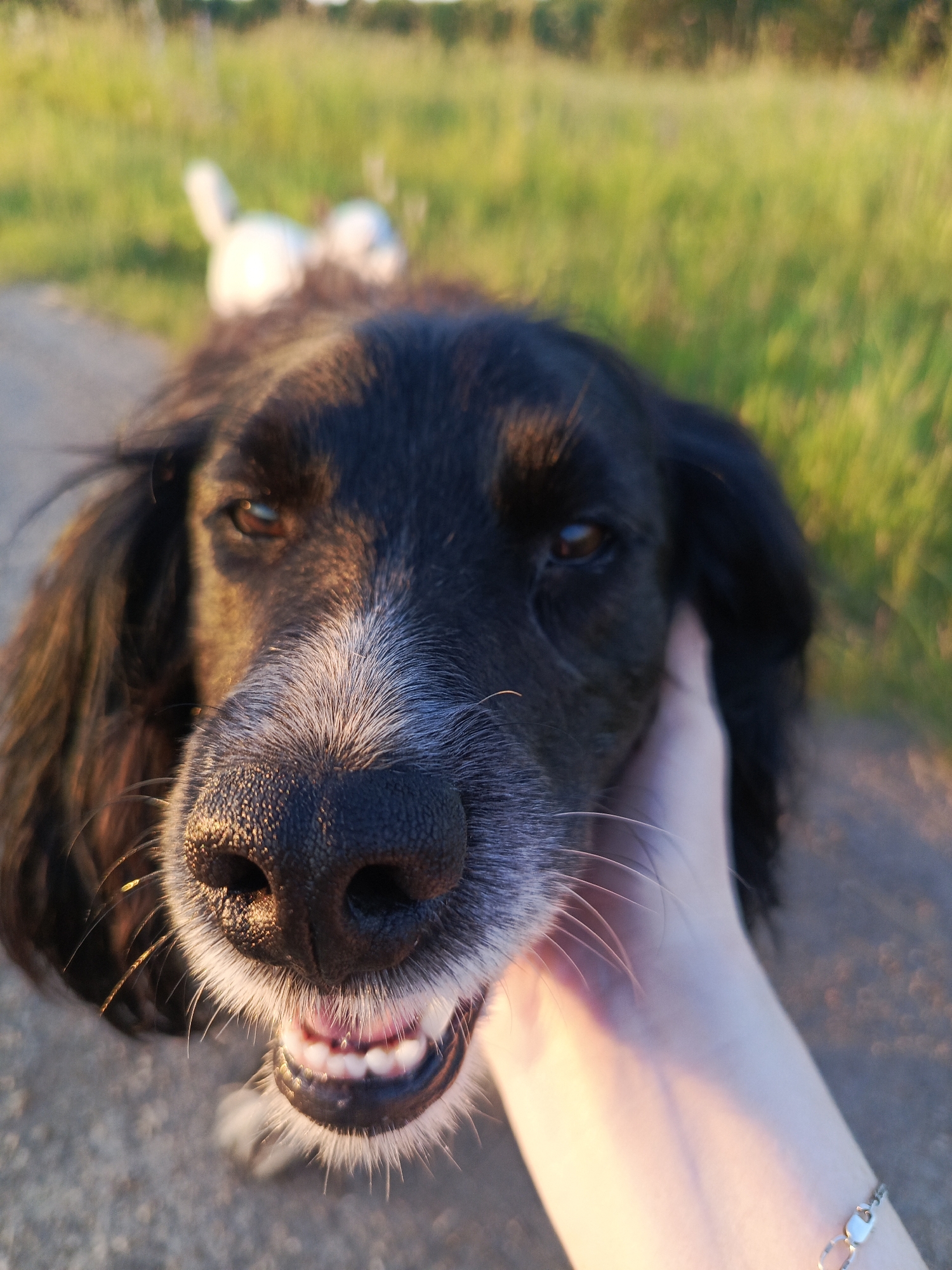 The image features a close-up of a black and white dog's face being petted by a human hand. The dog has dark fur around its eyes and ears, with a white blaze on its nose and muzzle. Its mouth is slightly open, revealing white teeth. The background is blurred, showing a grassy field and a dirt path, suggesting an outdoor location, possibly in Kauchuk Stantsiya, Russia, given the context. The lighting indicates it's either sunrise or sunset, casting a warm glow on the scene. A small, white object, possibly another animal, is visible in the background, out of focus.