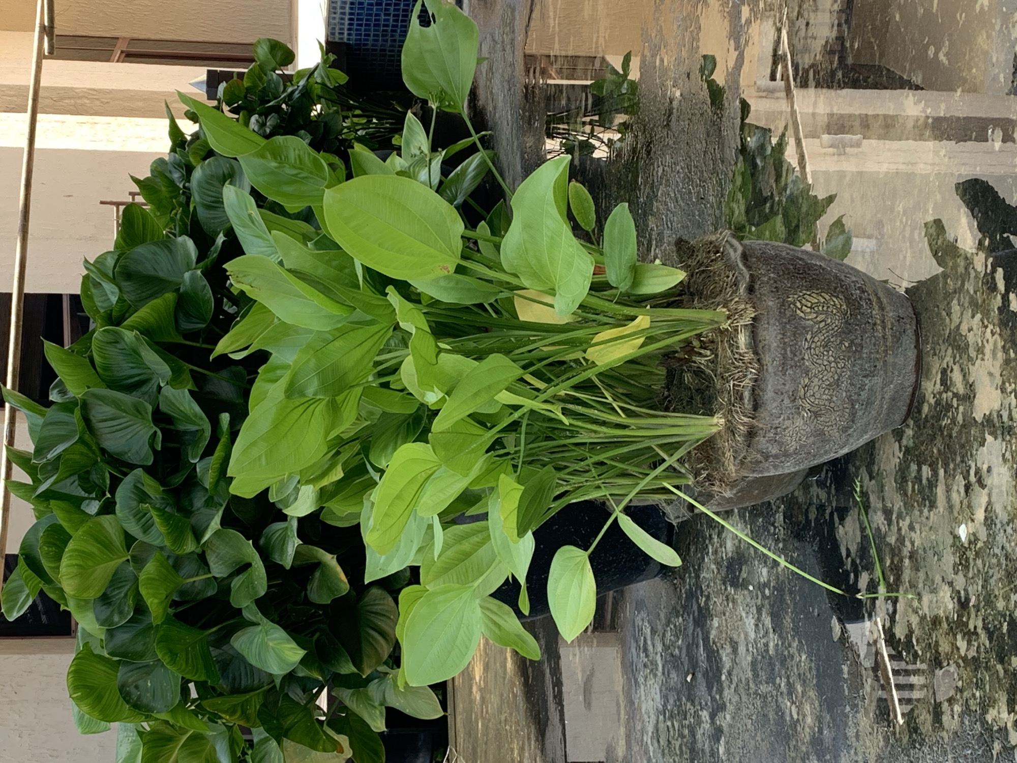 The image depicts a close-up view of two potted plants on a wet, reflective concrete surface. In the foreground, a round, textured brown pot contains a lush green plant with large, broad leaves and visible roots. To the left of this pot, another larger black pot is partially visible, holding a dense cluster of green foliage. In the background, another large green plant is visible, with expansive leaves. The environment appears to be outdoors, possibly a courtyard or patio, with reflections of a building and some architectural elements visible on the wet ground. The overall scene suggests a well-maintained garden area. The location is identified as Ko Kaeo, Thailand.