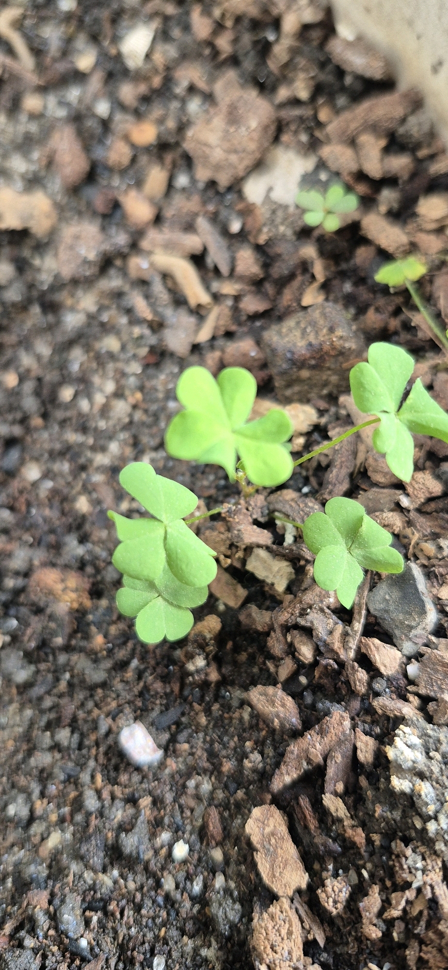 The image shows a close-up view of young clover plants growing in soil with wood chips. There are at least five distinct clover leaves visible, each with the characteristic three heart-shaped leaflets. The soil is dark and granular, interspersed with brown, irregular pieces of wood. The lighting suggests an outdoor environment, possibly a garden or a potted plant. No people or specific landmarks are visible. The image does not contain any information about the city of Tebing Tinggi, Indonesia.