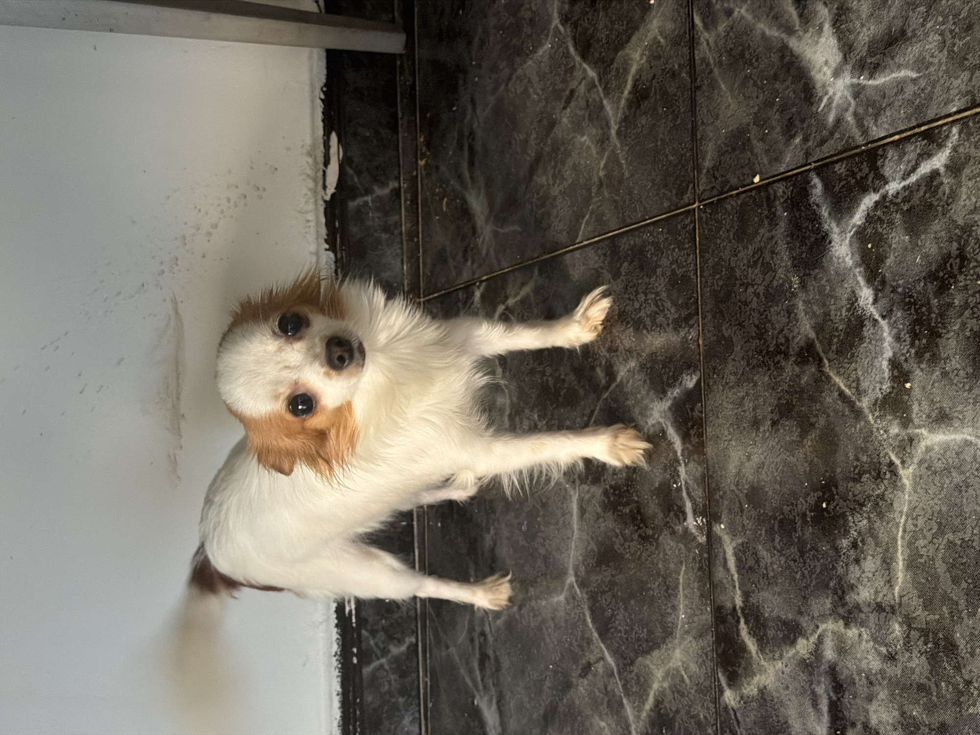 A small, long-haired, white and tan Chihuahua-type dog stands on a dark, marble-patterned tiled floor. The dog is facing forward, looking directly at the camera with dark eyes. It has tan markings on its ears and a tan patch on its back. Its tail is raised and blurred, suggesting it is wagging. The background consists of a white wall with some dirt marks near the bottom. The scene appears to be indoors, possibly in a residence, in Hostalric, Spain.
