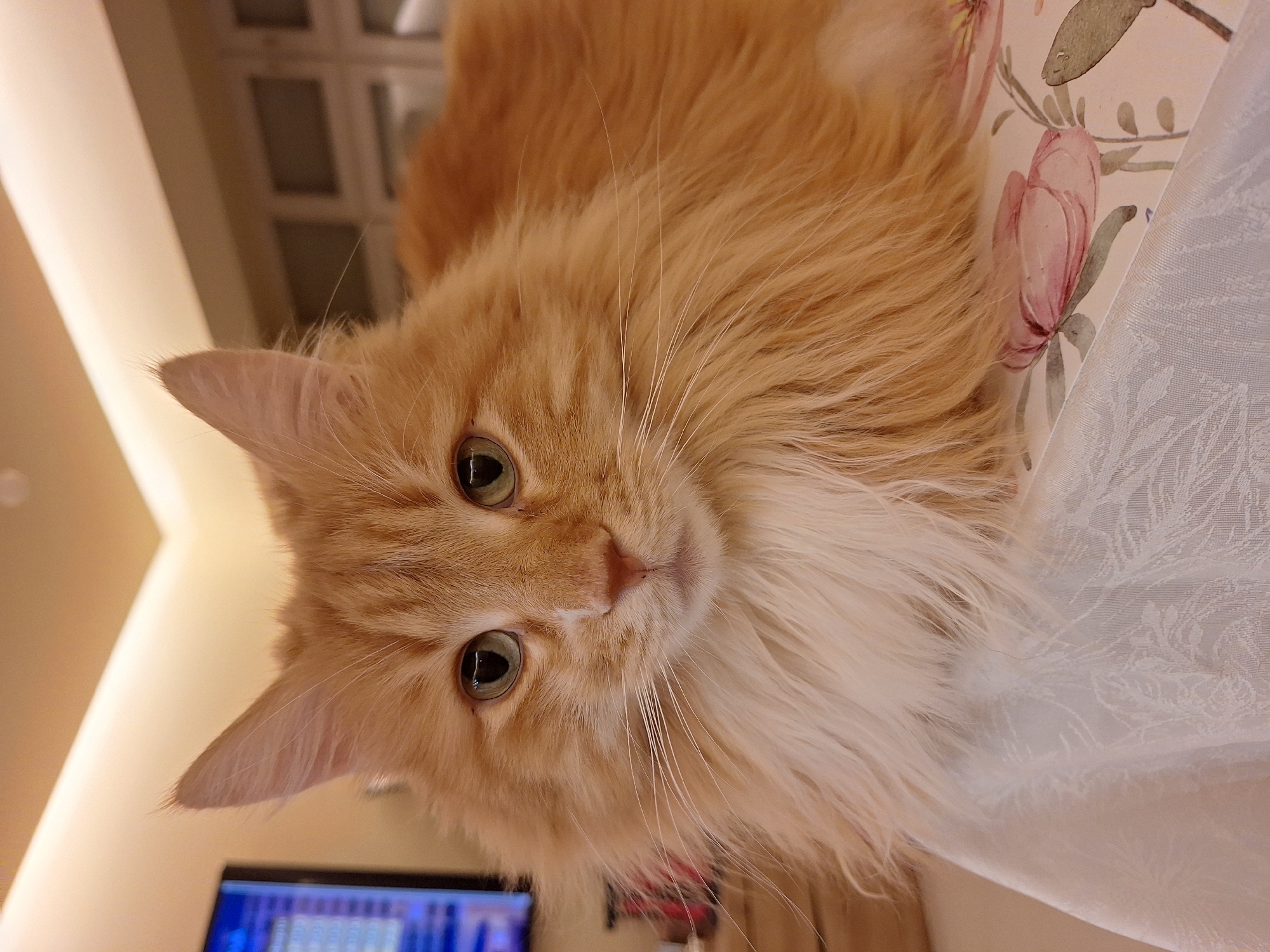 A close-up, low-angle, medium shot depicts an orange tabby cat with white chest fur lying on a surface covered with floral-patterned fabric. The cat has green eyes and a pink nose. Part of a television screen showing multiple rectangular shapes is visible in the lower left corner. Behind the cat and to the left is a light-colored wall. A white door or window screen with a grid pattern is partially visible in the upper portion of the background. The image appears to be taken indoors. There is no indication of this being in Varna, Bulgaria.