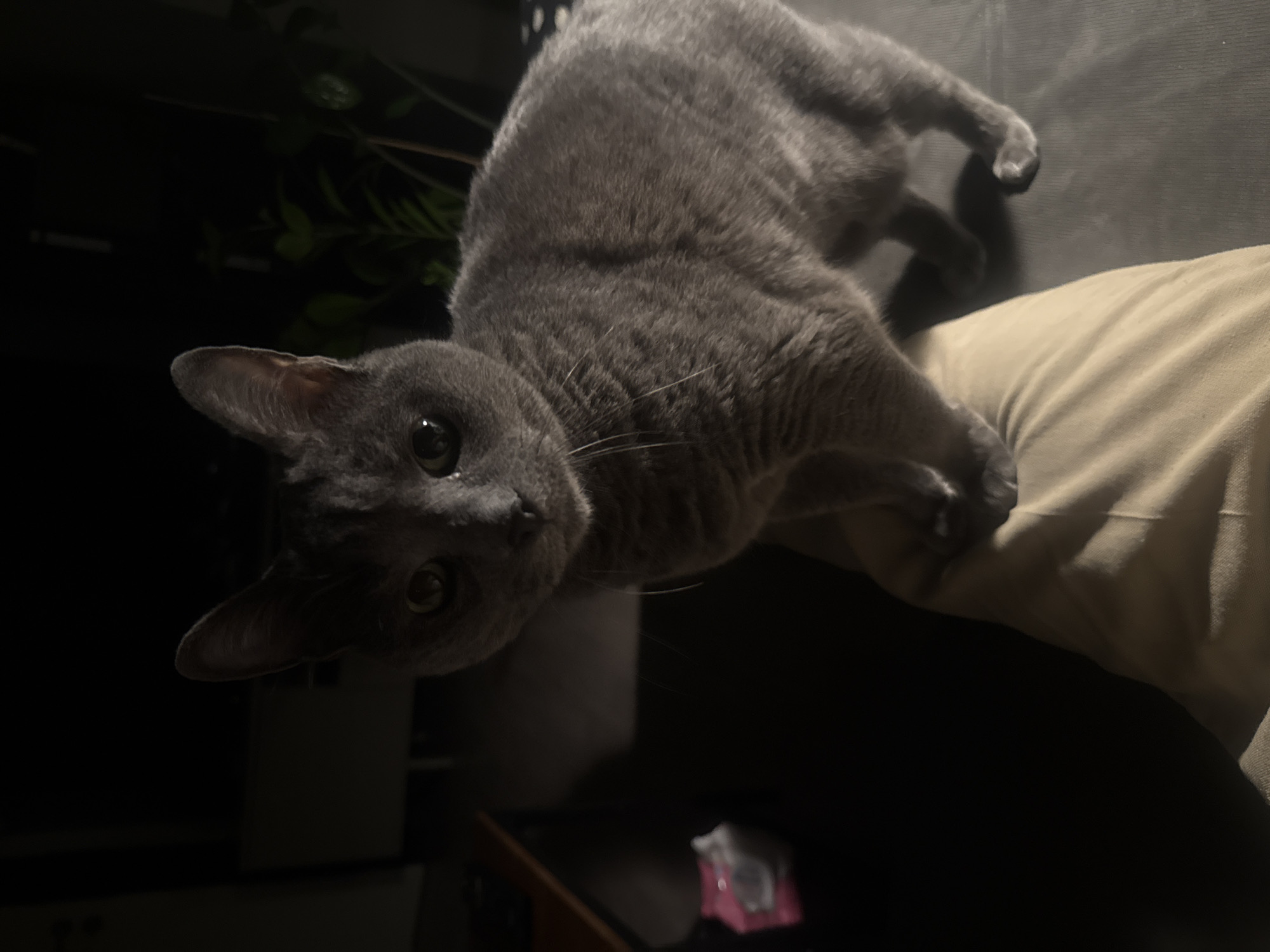 A gray cat lies on a light tan fabric-covered surface, possibly a cushion or lap. The cat is looking towards the camera with green eyes. The background is dark, with a hint of green foliage visible behind the cat's head. A dark surface or object is visible below the cat and to the left, with a small pink and white object on the dark surface. The location cannot be determined from this image.