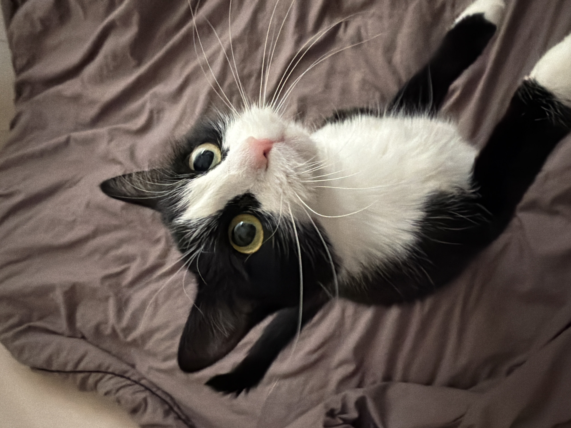 The image prominently features a black and white tuxedo cat lying on its back on a wrinkled, muted brownish-grey fabric surface, likely a bed or blanket. The cat's fur is sharply contrasted, with a black head and ears, black fur on its back and legs, and a striking white chest, belly, and paws. A white blaze runs down its face, meeting its small, pink nose. Its eyes are large, round, and an intense yellow-green with dilated pupils, fixated directly at the viewer or camera. Long, delicate white whiskers fan out widely from its muzzle.
The cat is captured in a playful or relaxed pose, exposing its belly. Its front paws are slightly bent, and its back legs are splayed outwards. The fabric background has soft folds, adding texture to the scene. The lighting appears soft and diffused, suggesting an indoor setting without indicating a specific time of day.
The primary activity is the cat observing the camera with an alert and curious expression. No other subjects or objects are visible. There is no discernible text within the image. While the image itself provides no geographical cues, the provided context indicates this media file is from Krasnoyarsk, Russia. The cat's wide-eyed gaze and relaxed posture convey a sense of curiosity and perhaps comfort.