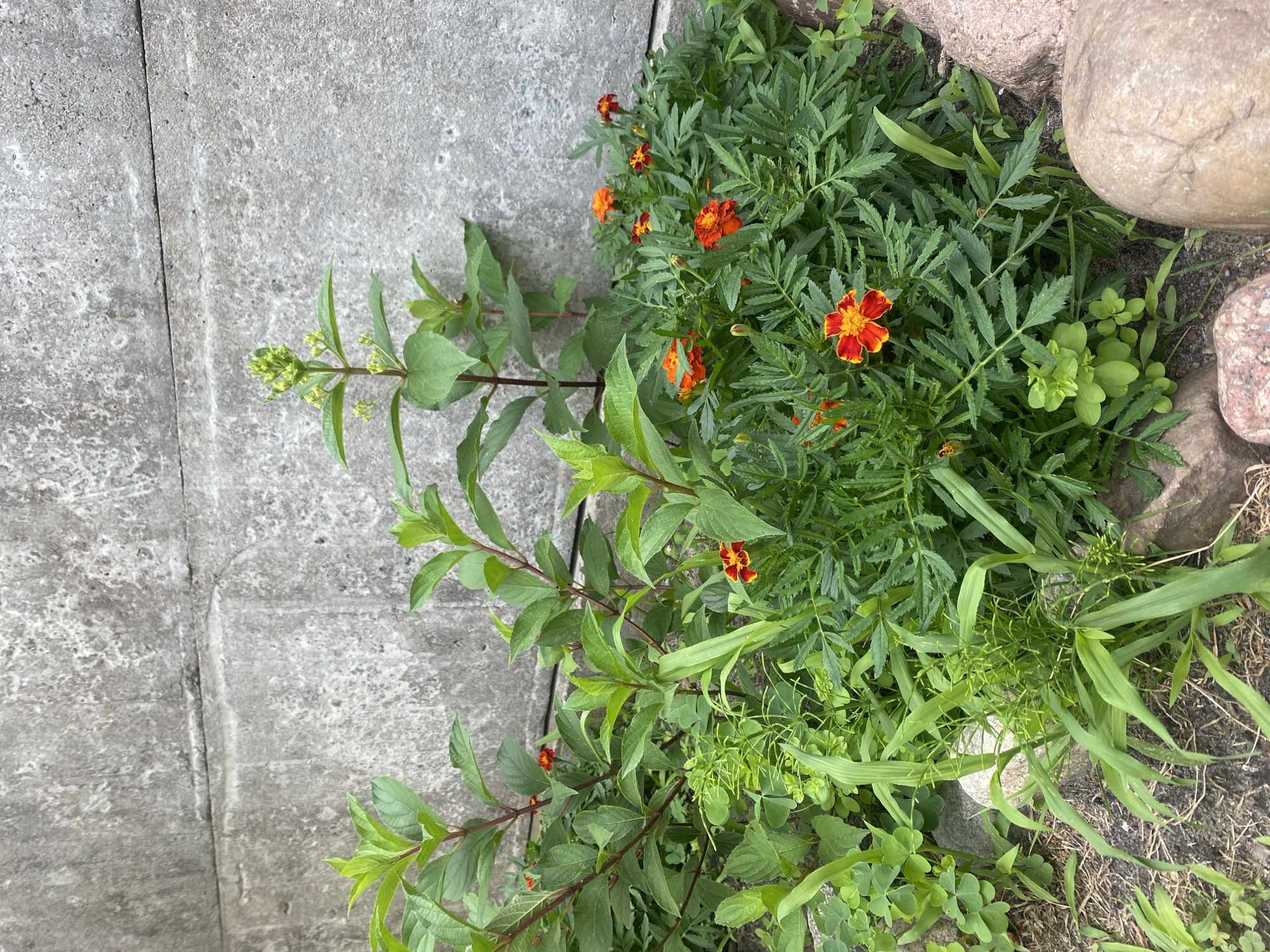 A cluster of marigolds and other green plants are growing at the base of a rough, grey concrete wall. The wall has a horizontal line across it, approximately one-third of the way down from the top. In the foreground, there are a few rounded stones, one reddish and two beige. The ground appears to be dirt and mulch, with some dried leaves. There are no people or animals visible in the image. The scene is located in Brest, Belarus.