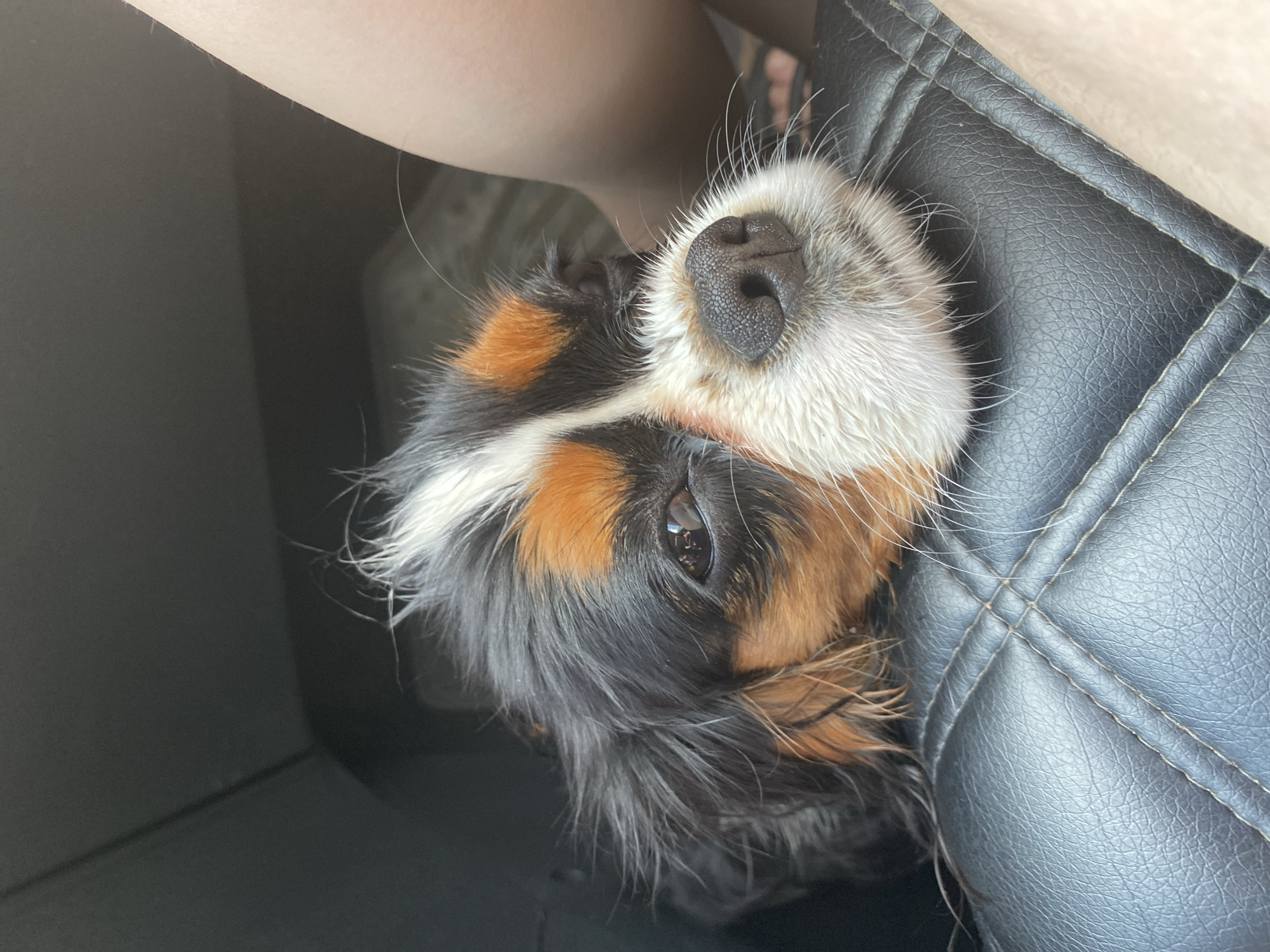 This is a close-up, eye-level, medium shot of a Cavalier King Charles Spaniel dog resting its head on the black leather seat of a vehicle. The dog's fur is a tri-color combination of black, white, and tan. Its muzzle is wet, and its whiskers are prominent. The dog's right eye is visible, reflecting the surroundings. To the right of the dog, a person's bare leg is visible, with a sandal on their foot. The background is dark and out of focus, suggesting the interior of a car. The setting is not specified to be in the city of Камское, Russia.