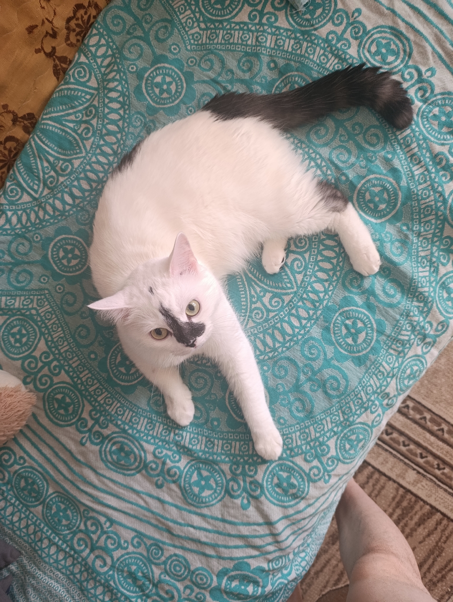 A white cat with grey markings on its tail and a black patch on its face lies on a turquoise patterned blanket. The cat's eyes are open and it is looking towards the camera. The blanket is on a surface that appears to be a bed or sofa. To the right of the cat, a person's leg is visible. The scene is indoors and the lighting suggests it is daytime. The location in Klintsy, Russia is unknown.