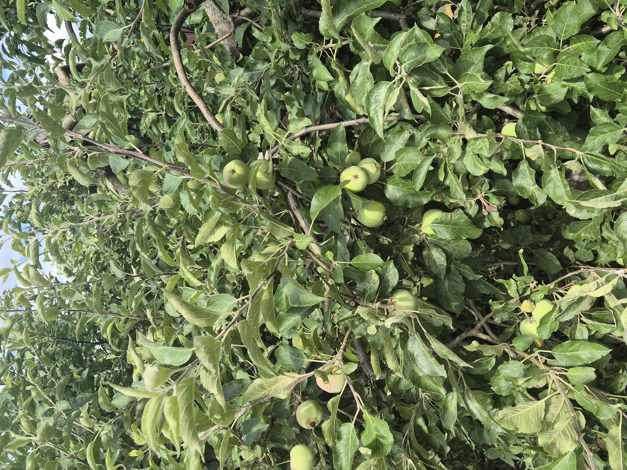 This is a photograph of an apple tree with unripe green apples, taken outdoors amidst dense foliage. The image is rich in green hues from the leaves and the fruits, suggesting a summer or early autumn setting. Branches and twigs crisscross the frame, creating a layered effect. Several apples are visible, some clustered together and others hanging individually from stems. A hint of blue sky with light clouds can be seen through the upper branches. The photograph appears to have been taken in Sozonivka, Ukraine, as indicated by the context.