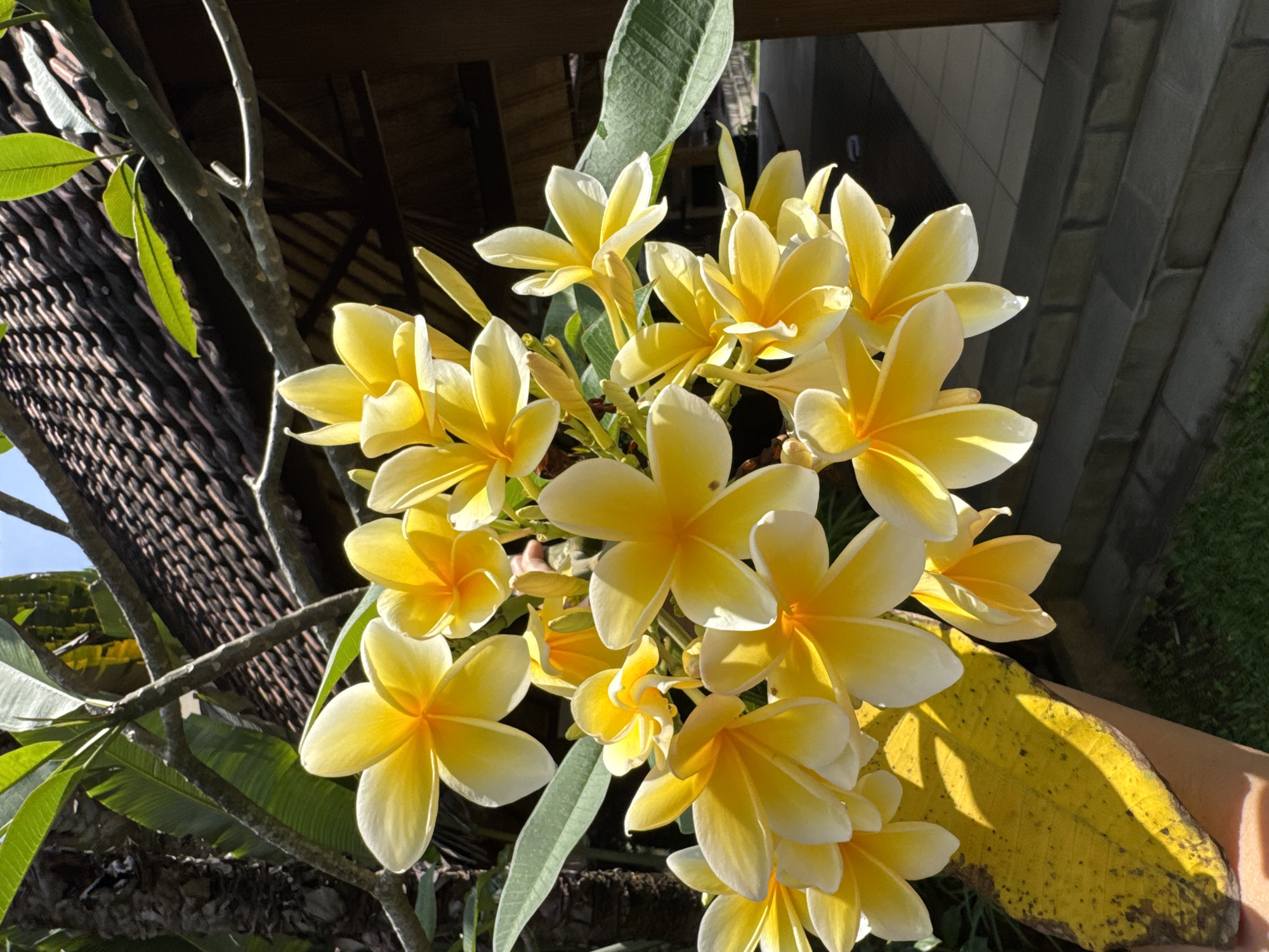 The image shows a cluster of yellow and white plumeria flowers in Jimbaran, Indonesia. The flowers are in full bloom and are arranged in a bunch, with some leaves visible. The background includes a stone wall, a tiled roof, and greenery, indicating an outdoor setting. The light suggests it is daytime.
