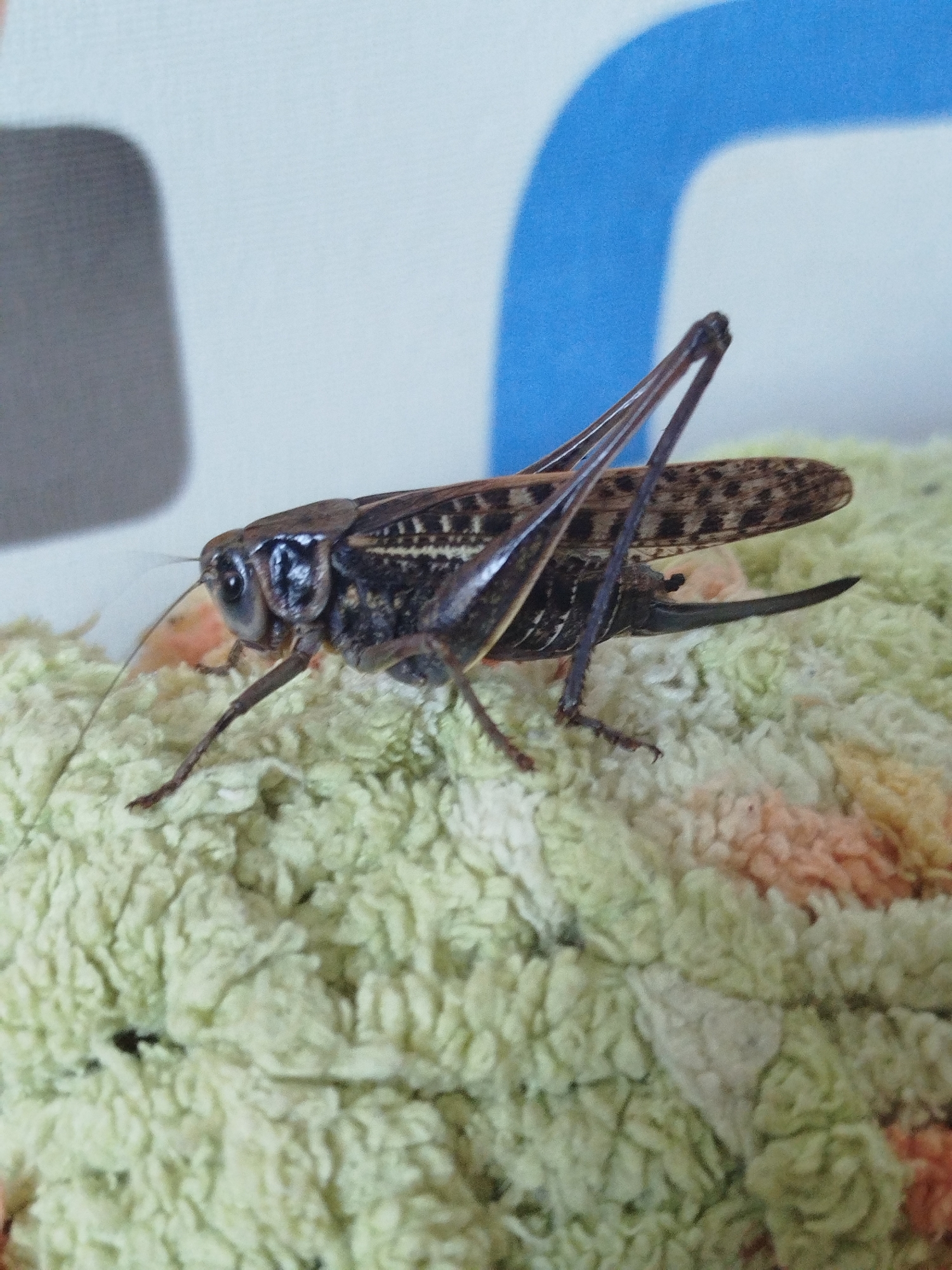 A close-up, medium-angle shot captures a dark brown grasshopper with patterned wings resting on a textured, light green surface with scattered patches of light pink and orange. The grasshopper is positioned horizontally in the frame, facing left, with its head and body in sharp focus. Its large, compound eyes are prominent, and its antennae extend forward. The background is blurred, showing indistinct shapes and colors, including a light blue curved band against a white backdrop, and a grey shadow on the left. The grasshopper's legs are visible, with its hind legs appearing particularly robust. The textured surface appears to be fabric, possibly a towel or blanket. The location in Zavodoukovsk, Russia, is not evident from the visual information in the image.