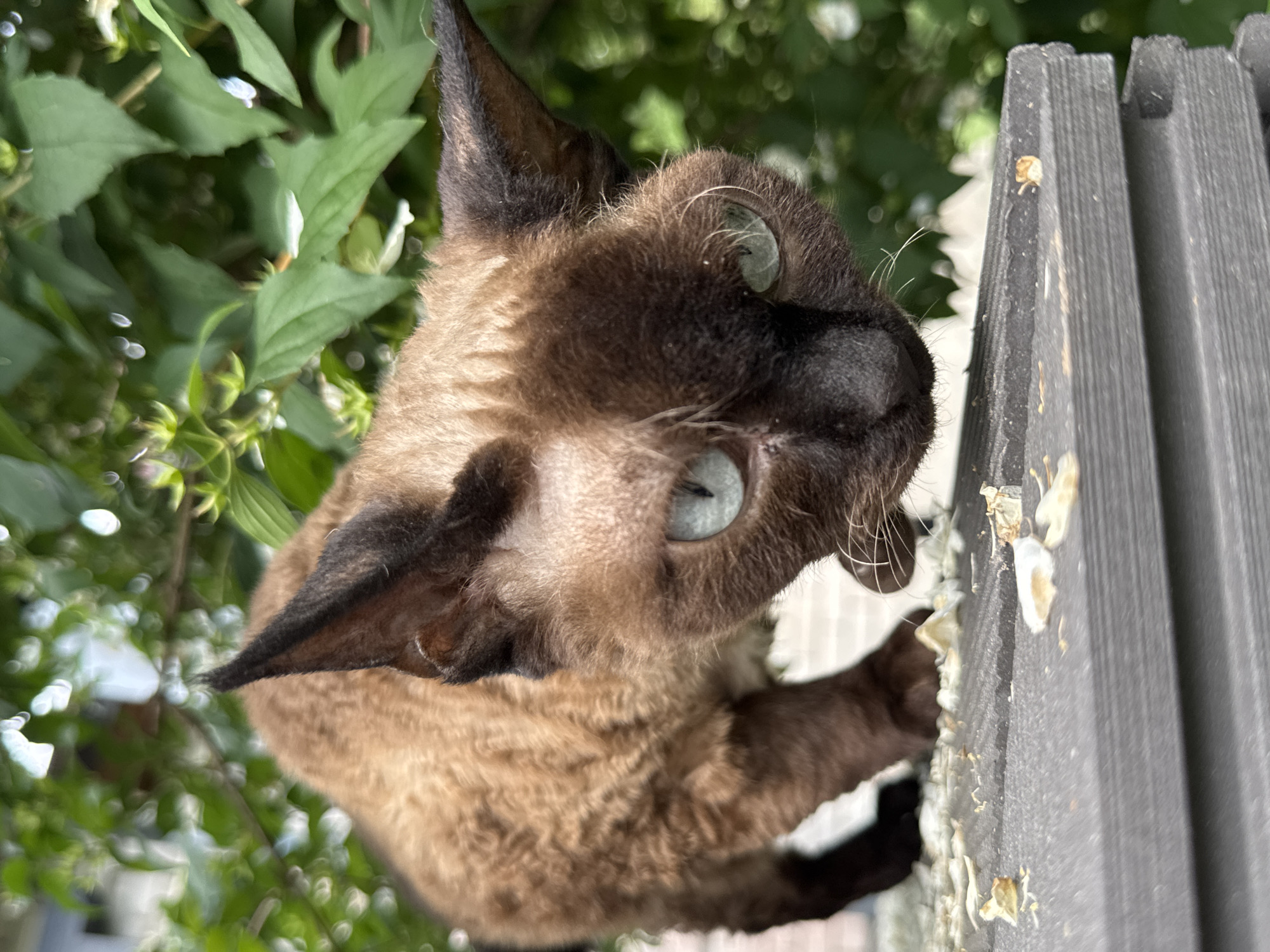 A brown-furred cat with dark points and light blue eyes is perched on a dark grey, corrugated surface outdoors. The cat is leaning forward, with its head angled down and its nose close to the surface. Its body is mostly obscured by its head and the foreground. Green foliage, appearing to be leaves and small white flowers, is visible in the blurred background, suggesting a natural or garden setting. The surface the cat is on appears to be some kind of roofing or outdoor paneling, with small light-colored debris scattered across it. The image is a close-up shot, focusing on the cat's face and upper body. There are no humans or other animals visible in the frame. The overall impression is one of a curious or investigative feline in a natural outdoor environment, potentially in a residential area.
