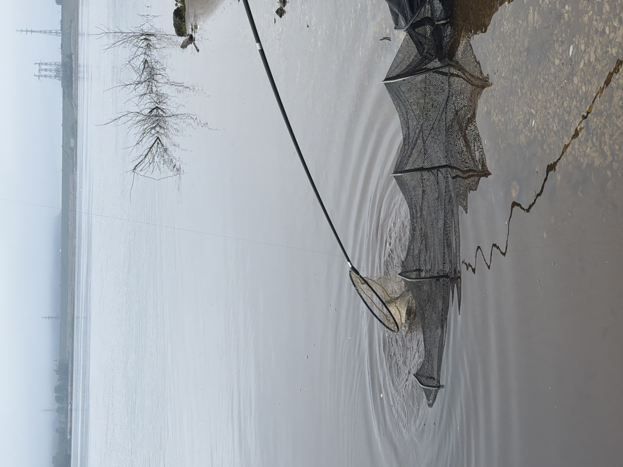 This factual description is based on the provided image, assumed to be correctly oriented (rotated 90 degrees counter-clockwise from its current state).
The image depicts an active fishing scene at a body of water, likely a river or large lake, in Chaikovsky, Russia. The setting appears to be a tranquil, overcast day, possibly in late autumn or early spring, given the bare branches visible.
In the foreground, a dark, long fishing rod extends diagonally from the right towards the center, its tip near the water. Partially submerged in the water on the right side of the frame is a large, dark mesh keep net, a common piece of fishing equipment used to temporarily hold caught fish. To its left, a smaller, circular landing net is also in the water, and it appears to contain a fish, which is being held or has just been caught. Ripples on the water surface around both nets suggest recent activity.
The water itself is calm and reflects the muted, gray light of an overcast sky. On the left side of the frame, bare, tangled tree branches emerge from the bank and extend into the water, creating a stark, skeletal reflection on the surface. The distant shoreline is visible across the expansive body of water, appearing hazy and indistinct under the cloudy conditions. Several tall power line pylons or transmission towers are silhouetted against the sky on the far horizon, suggesting proximity to an industrial or developed area.
No people are visible in the image, allowing the focus to remain on the fishing setup and the serene, yet somewhat stark, natural environment. There is no visible text in the image.