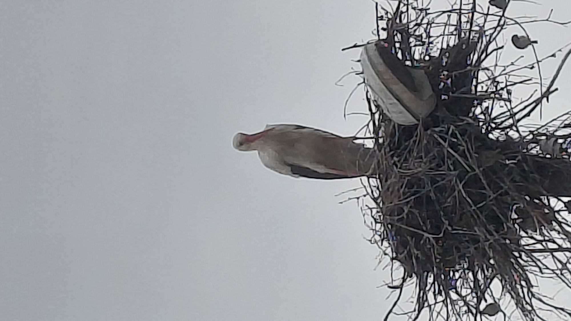 The image displays a white stork perched within a large, intricate nest made of sticks and branches. The nest appears to be built high up, possibly on a utility pole or similar tall structure, incorporating a man-made element that resembles the housing of a street light fixture, visible at the upper right corner of the nest.
The stork has a mostly white body with some darker feathers, likely on its wings or tail. Its long, pointed beak shows a distinct reddish or pinkish coloration. The bird's head is gently bent downwards, suggesting it is resting or observing its surroundings.
The background consists of a plain, light grey sky, indicating an overcast daytime. No specific geographical location or time of day other than daytime is discernible. There are no people, explicit events, or visible text in the frame. The scene captures a moment of quiet repose for the bird in its elevated nest.