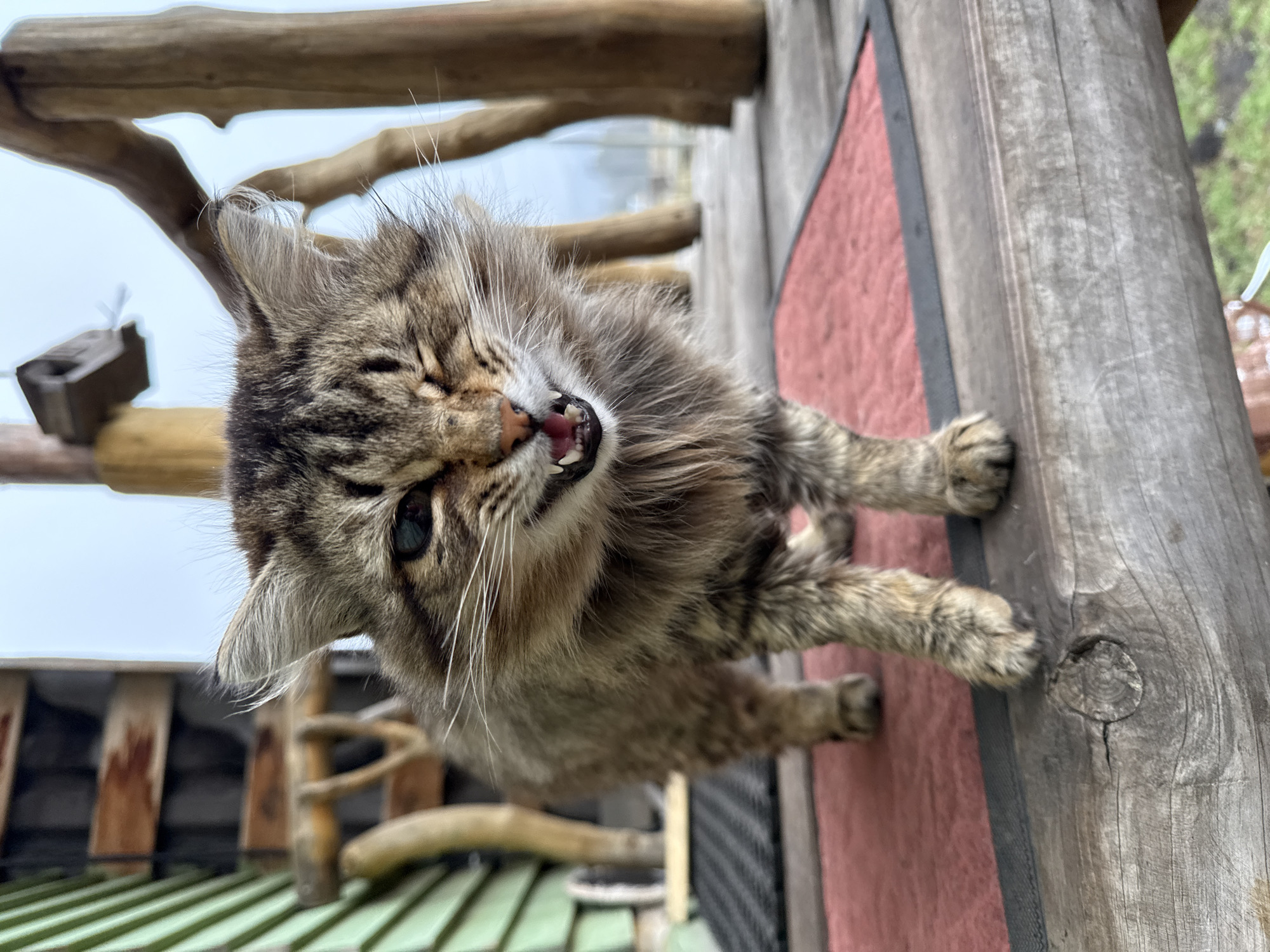 A fluffy, domestic tabby cat is captured in an outdoor setting, positioned on a wooden structure. The cat, with its thick, striped fur in shades of brown, grey, and black, is looking directly at the camera. Its mouth is wide open, prominently displaying its sharp fangs, smaller front teeth, and a pink tongue. The eyes are partially closed or squinted, conveying an intense expression, possibly mid-meow, hiss, or a large yawn. Long white whiskers fan out from its muzzle, and distinctive ear tufts are visible.
The cat's front paws are gripping a rugged, weathered wooden post on the right side of the frame. A reddish-brown mat or fabric piece with a black border runs vertically along this post, beneath the cat's body. In the background, multiple wooden beams and posts are visible, creating a rustic, natural environment. To the lower left, a green slatted surface suggests another part of a structure, possibly a roof or fencing. The overall lighting is soft and diffused, indicating an overcast day. No discernible text is present in the image. The scene is set outdoors, in what is contextually described as Tyulyuk, Russia.