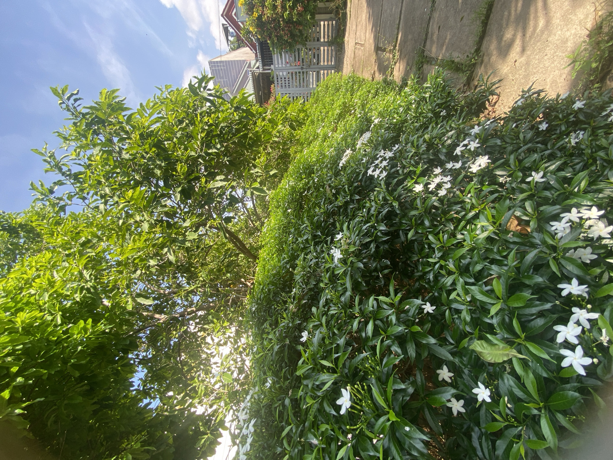 The image depicts a sunny outdoor scene in Mũi Né, Vietnam, featuring a lush green hedge with small white flowers and budding clusters. The hedge lines a concrete pathway that leads towards a grey metal gate, beyond which houses with tiled roofs are visible. A large tree with dense green foliage overhangs the hedge, its leaves illuminated by the sunlight. The sky is blue with scattered white clouds. There are no people or animals present in the frame.