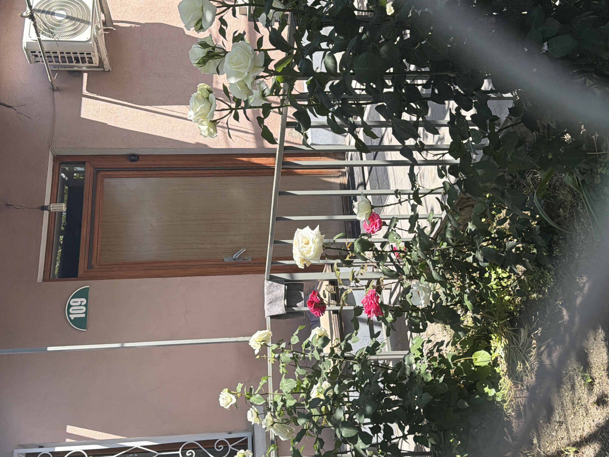 The image, rotated 90 degrees clockwise from its natural orientation, depicts the exterior of a building, likely a residence, with a vibrant rose bush in the foreground. The building wall is painted a light peach or dusty pink color.
Prominently featured on the upper left is an outdoor air conditioning unit mounted on the wall, casting distinct shadows below it, indicating bright daylight. Below the air conditioner, a wooden-framed door or large window with a reflective glass pane is visible. To the left of this door/window, a small white rectangular device or light fixture is attached to the wall, with wires running from it.
Further down the wall, a green, semicircular house number sign displays the number "109" in white digits, oriented vertically due to the image rotation.
In the foreground, a dense rose bush with numerous white and some fuchsia/red roses is growing, intertwined with a gray metal fence or railing. The roses are in bloom, and their green leaves create a lush barrier in front of the building. The fence structure has multiple horizontal and vertical bars. Behind the foliage, glimpses of a patio or ground area are visible. The sun casts strong shadows from the railing and foliage onto the ground and wall, confirming a clear, sunny day. No people or specific activities are depicted, focusing instead on the architectural and botanical elements of the scene.